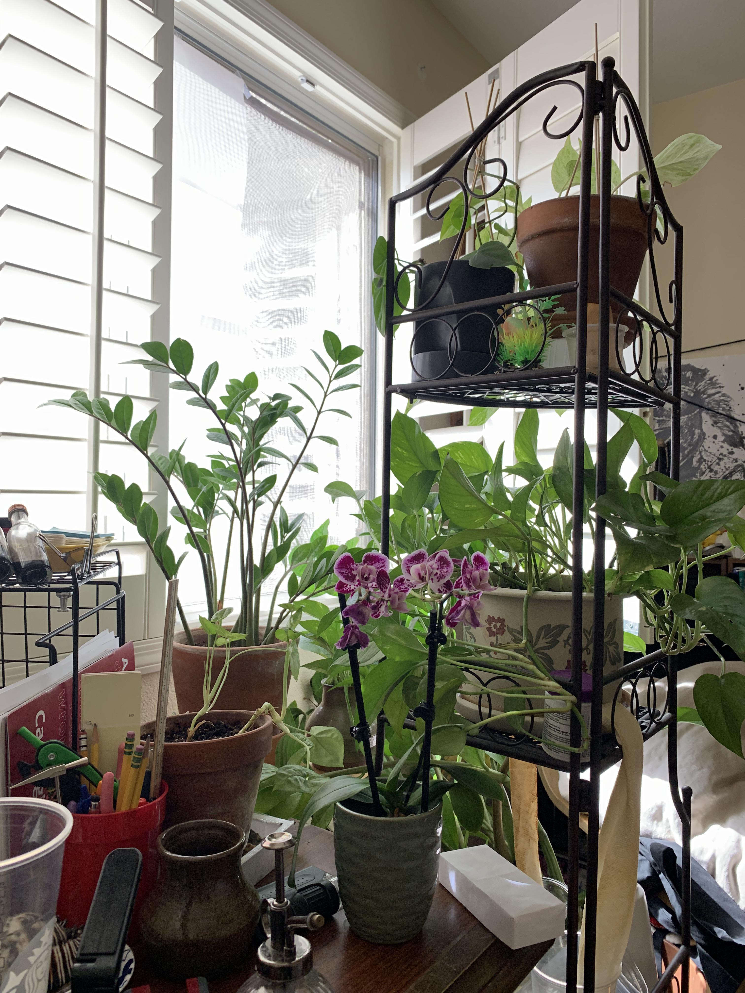 my bedroom plant nook )