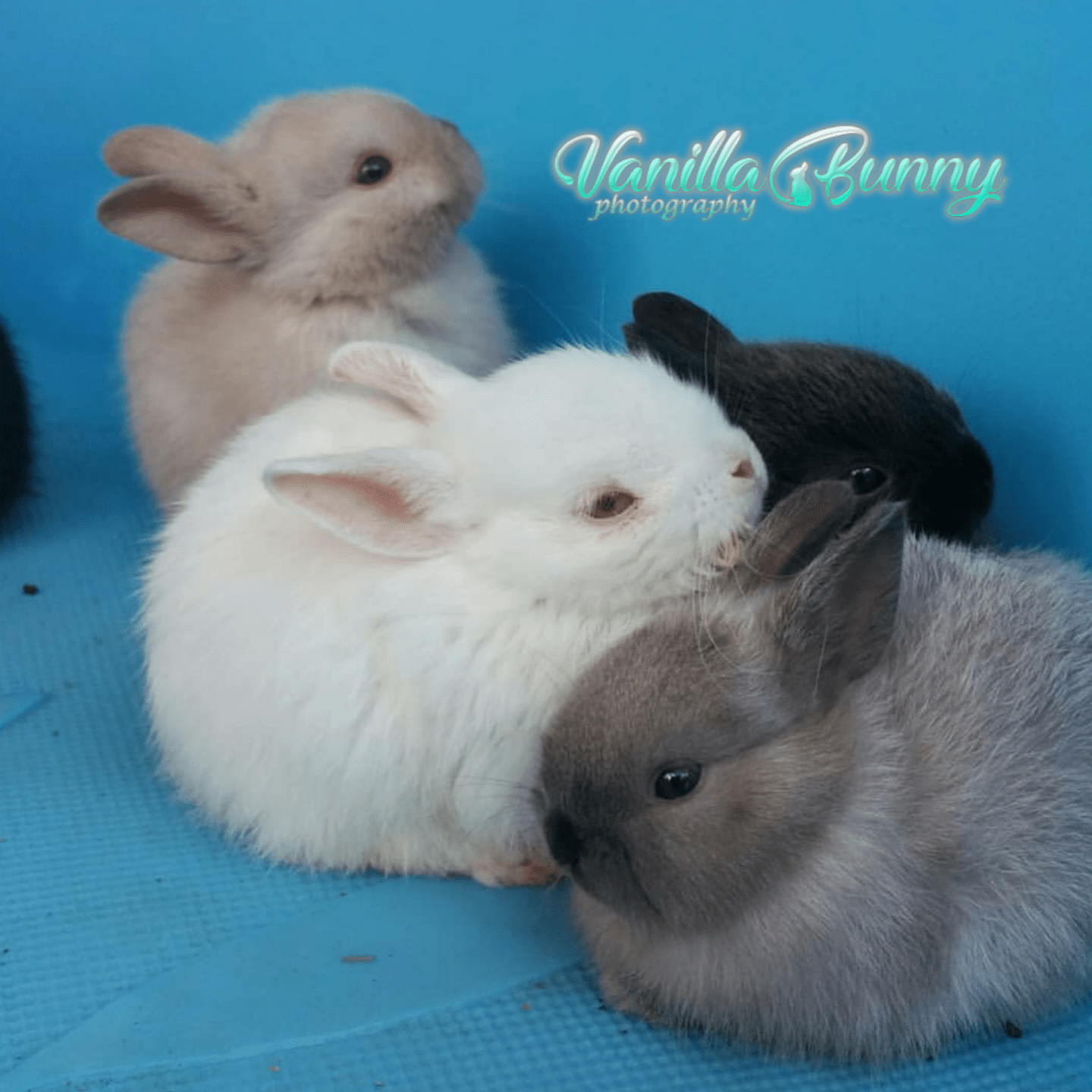 tbt my baby bunny bunch 💕 (Oatmeal, Sugar, Mini Licorice and Cookie