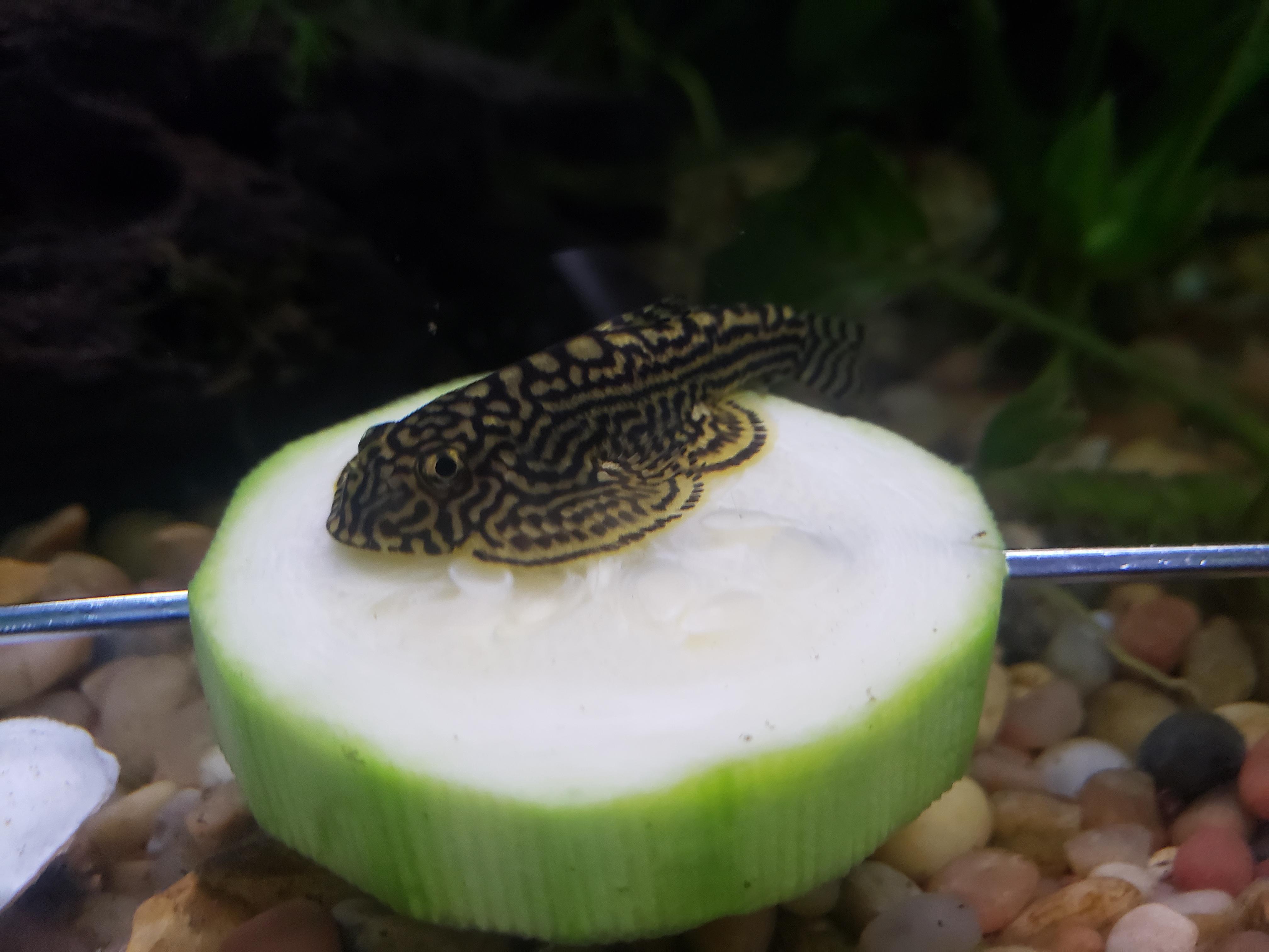 My zucchini!! r/Aquariums