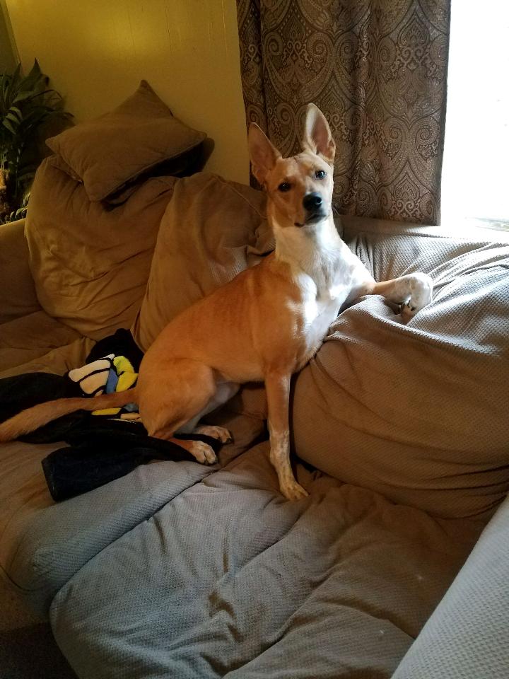 Any idea what mix this 40 lbs monster is? The wife thinks basenji