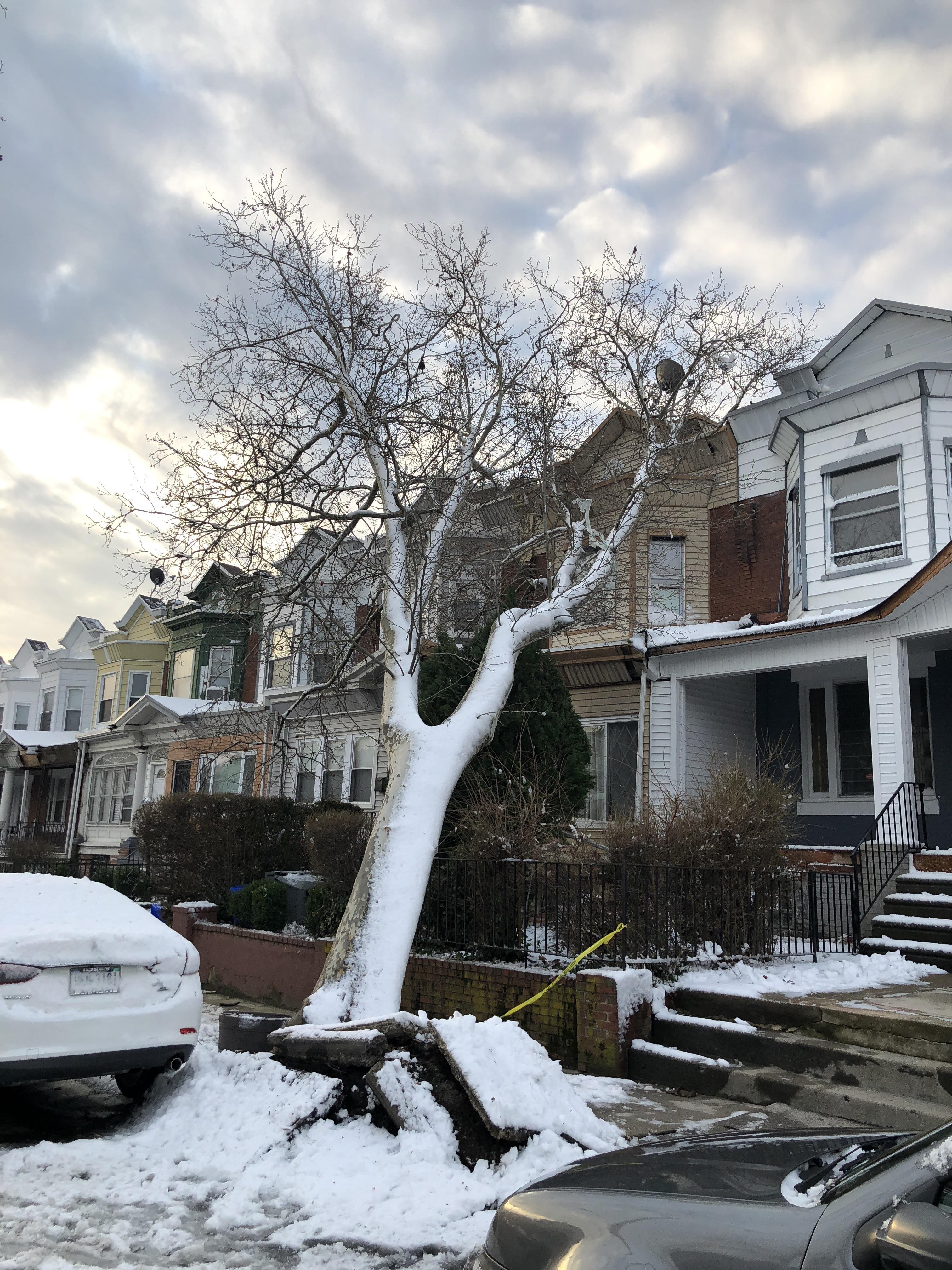Huge tree down into houses on 5500 block of Pine Street in West Philly