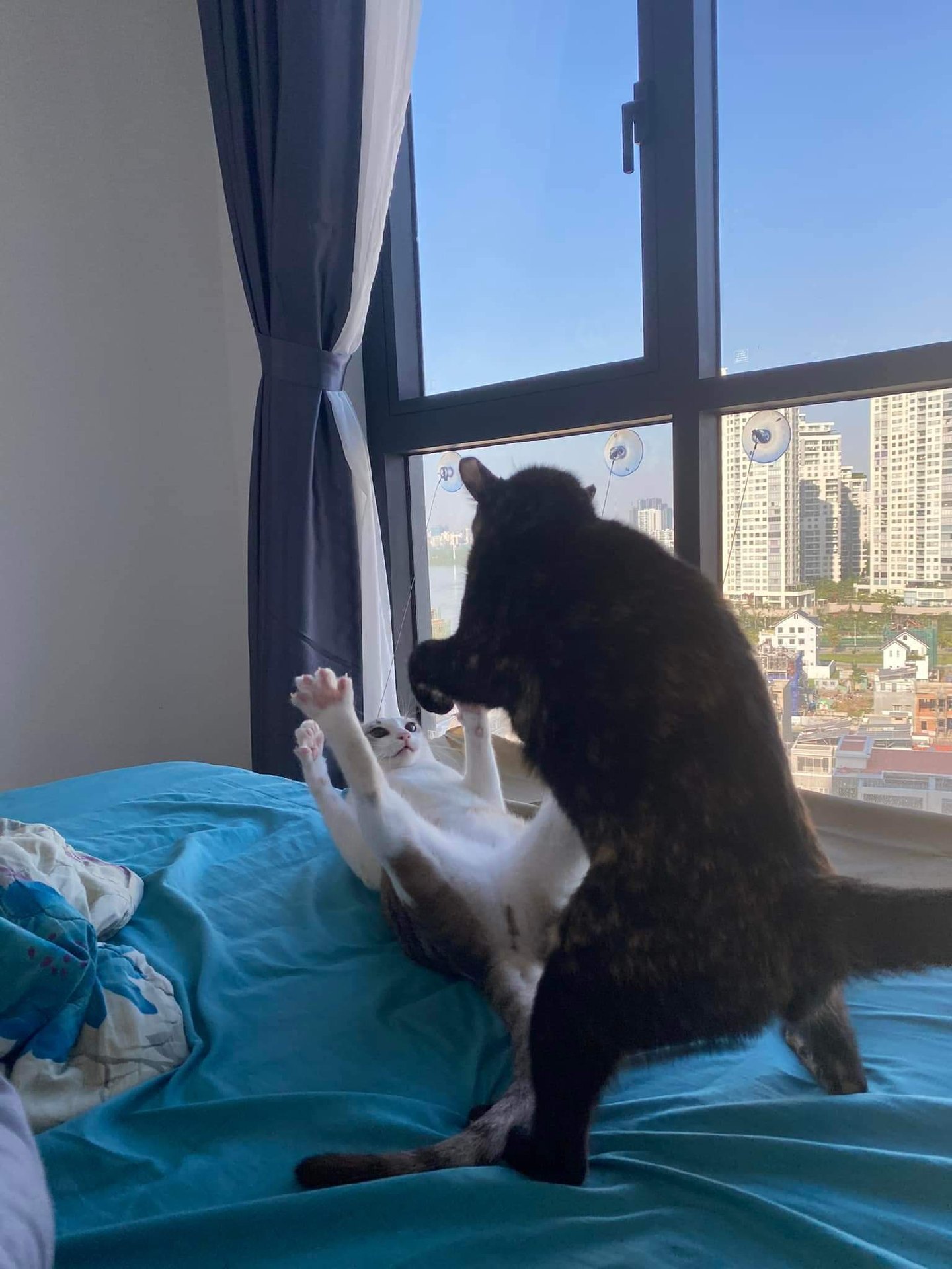 my cats are fighters cats