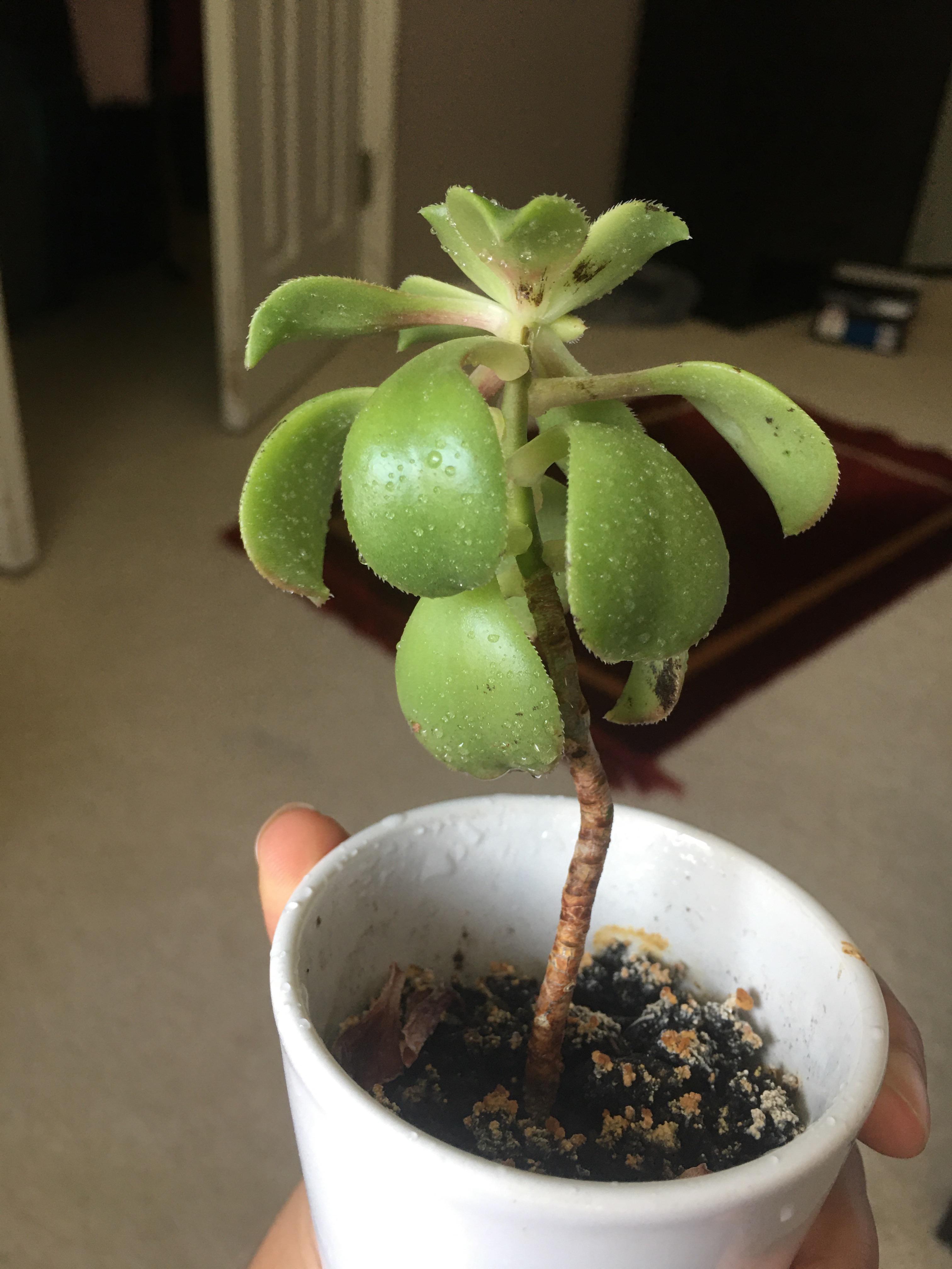 why is the stem of my succulent browning? what is on the surface of the