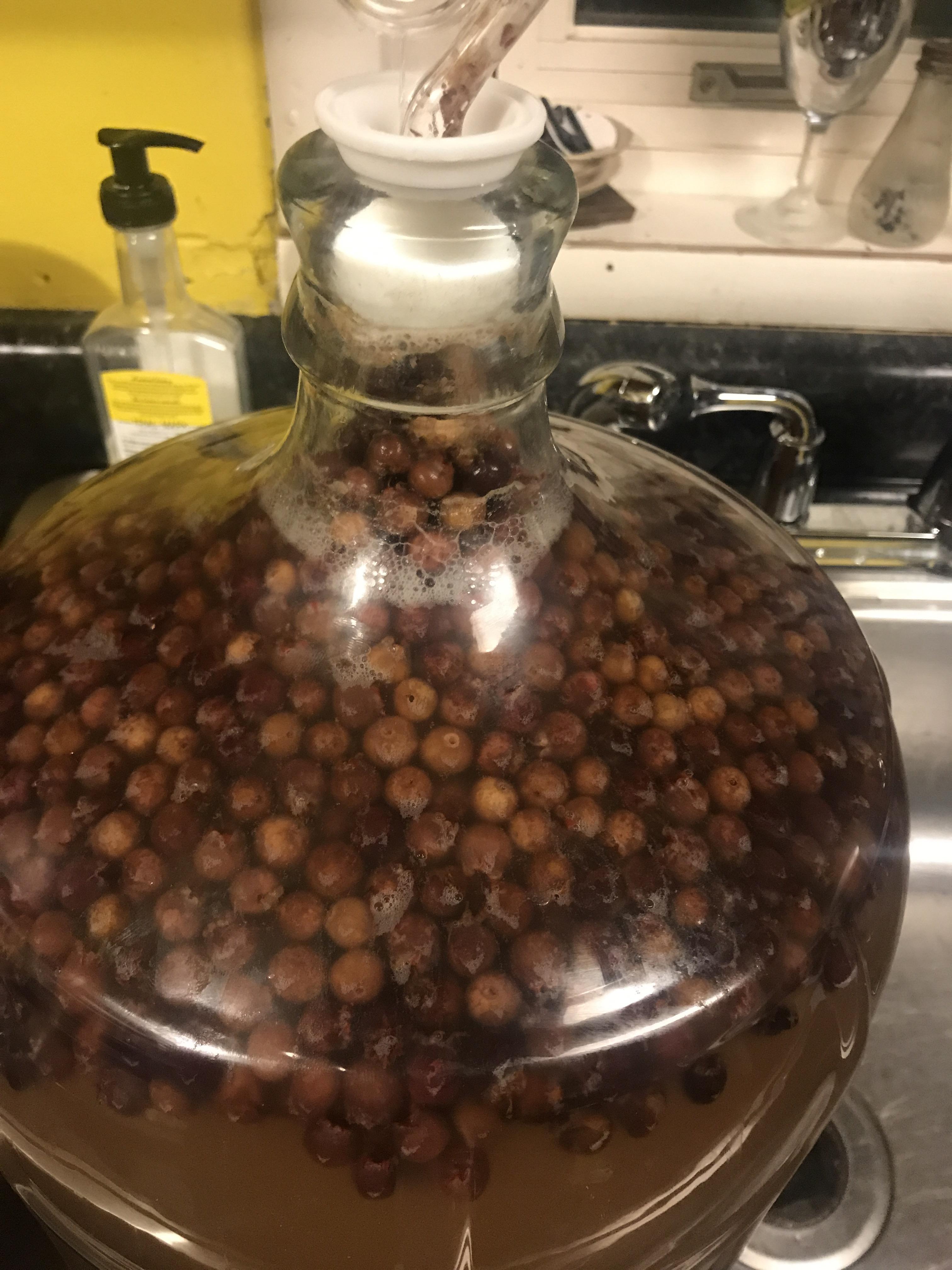North Dakota raw summer prairie honey, June berry melomel first time brewing r/mead