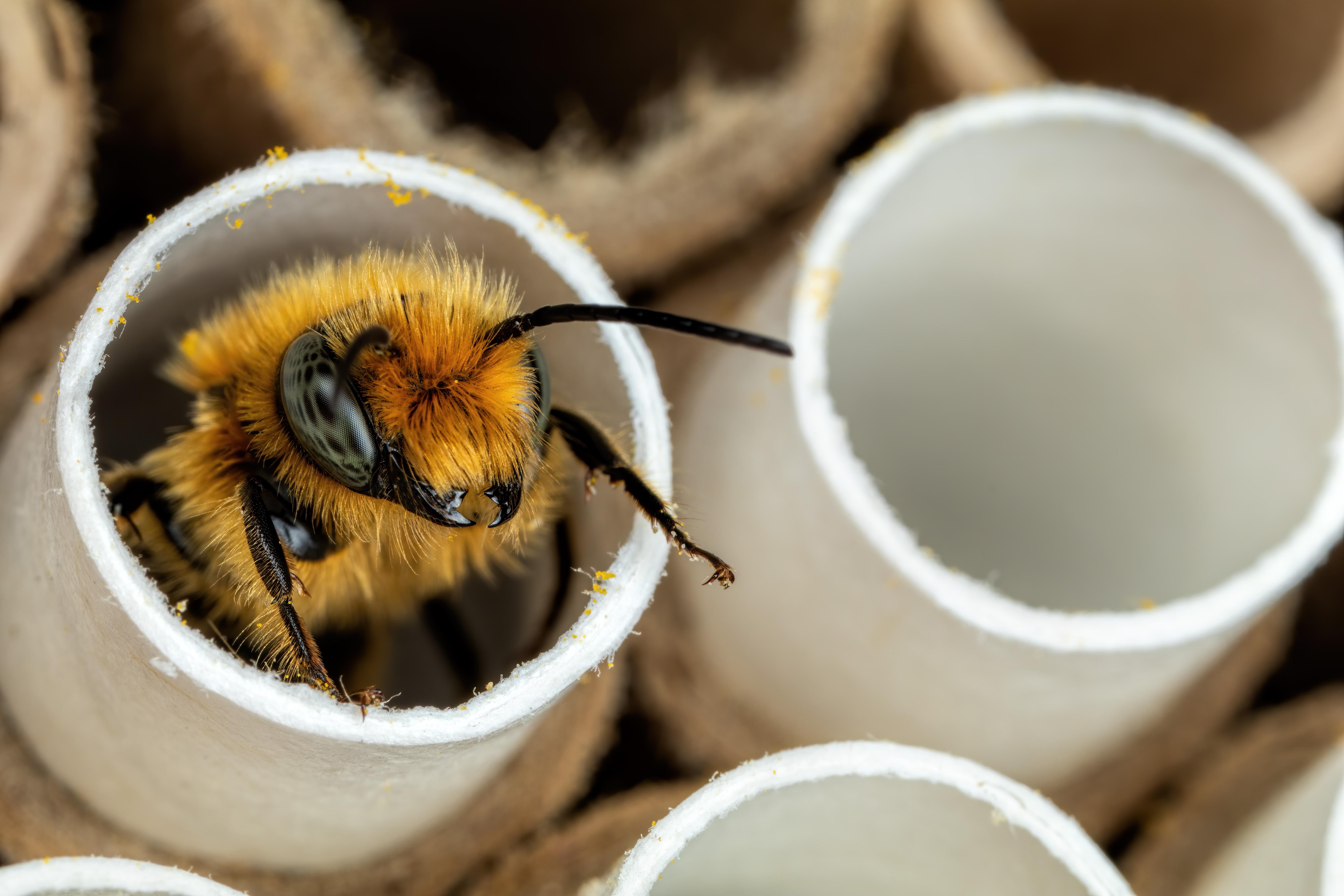 Male Blue Mason Bee r/pics
