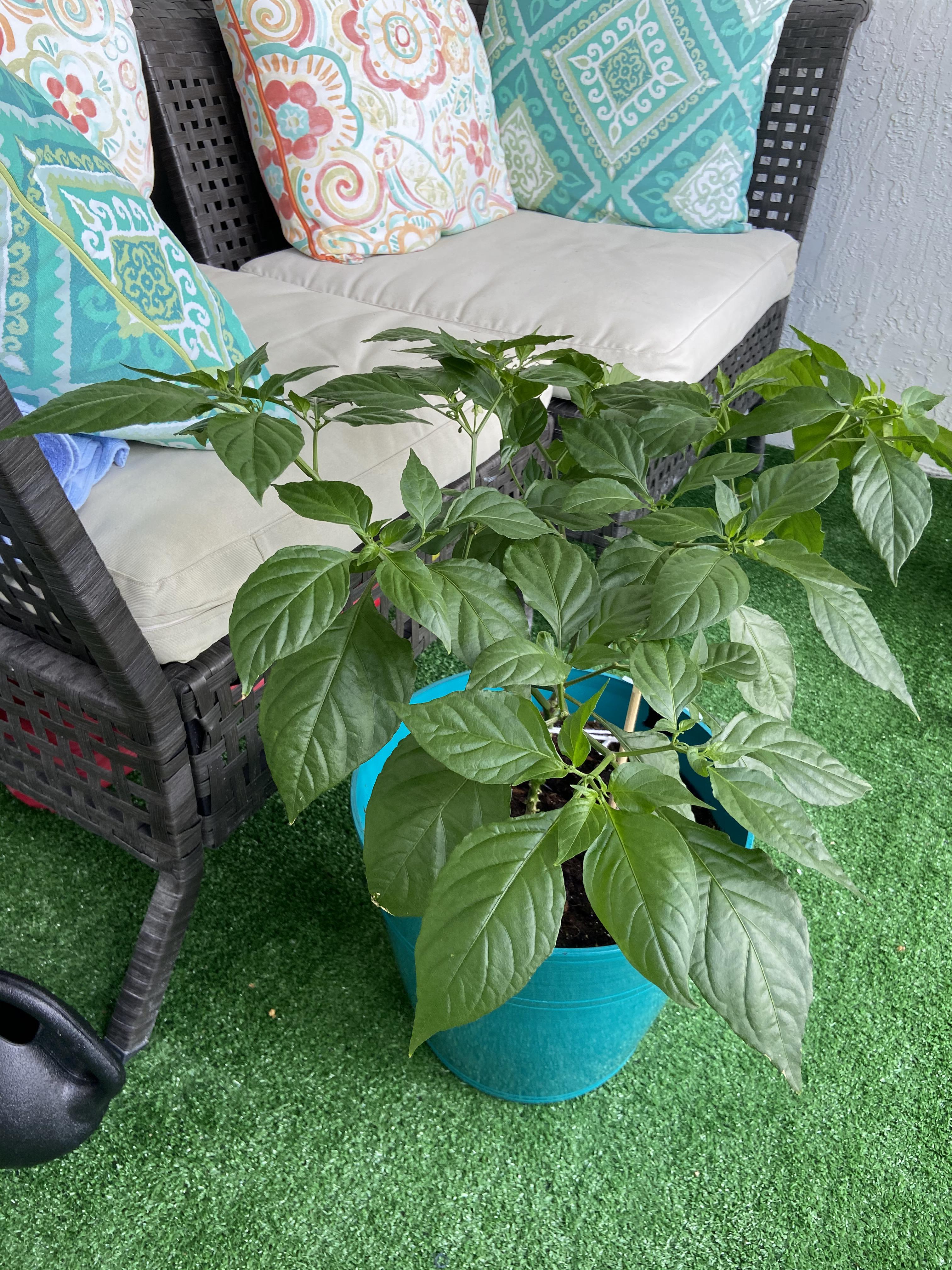 Luscious ghost pepper plant but no peppers? More info in comments r/HotPeppers