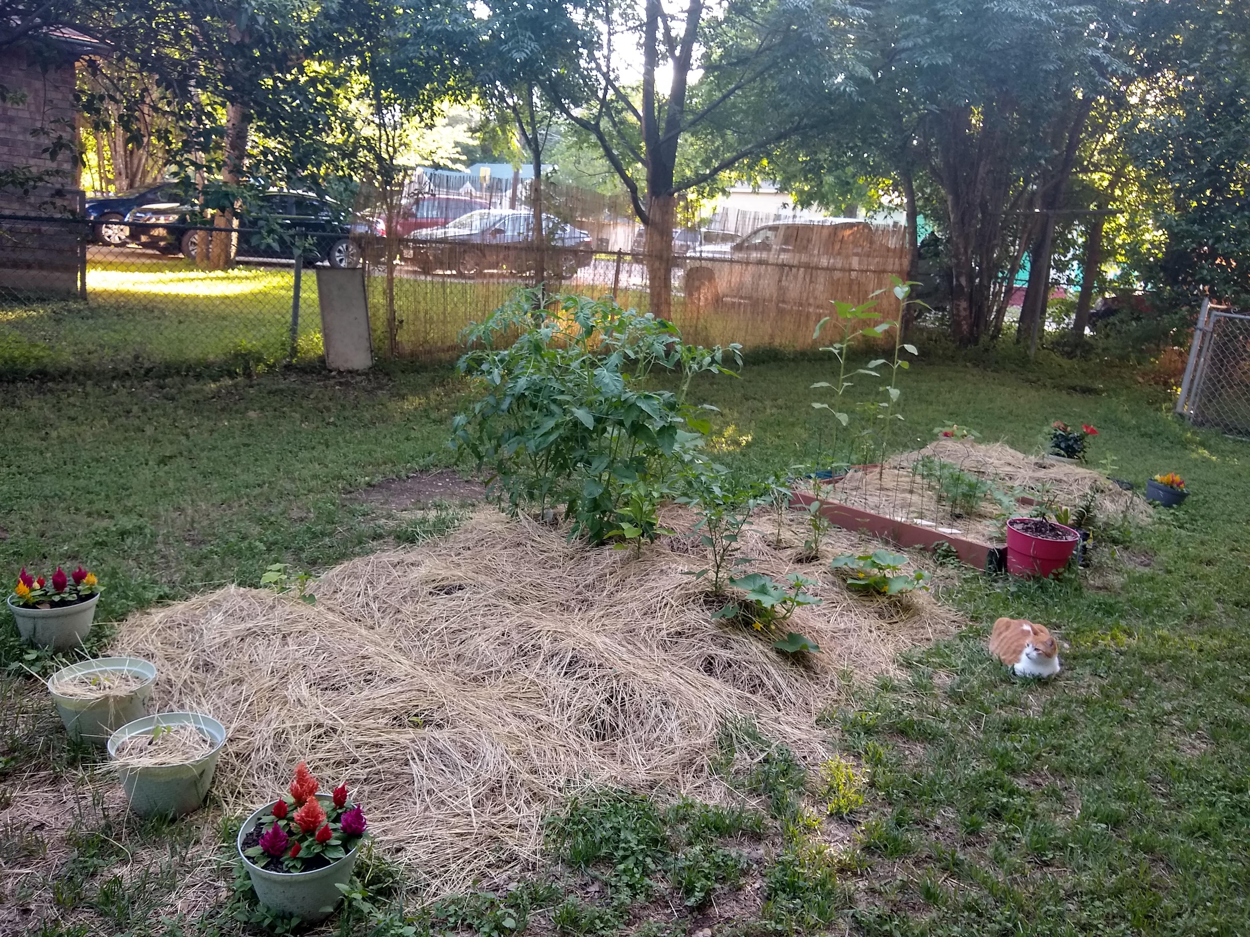 My happy little garden. Zone 8b vegetablegardening