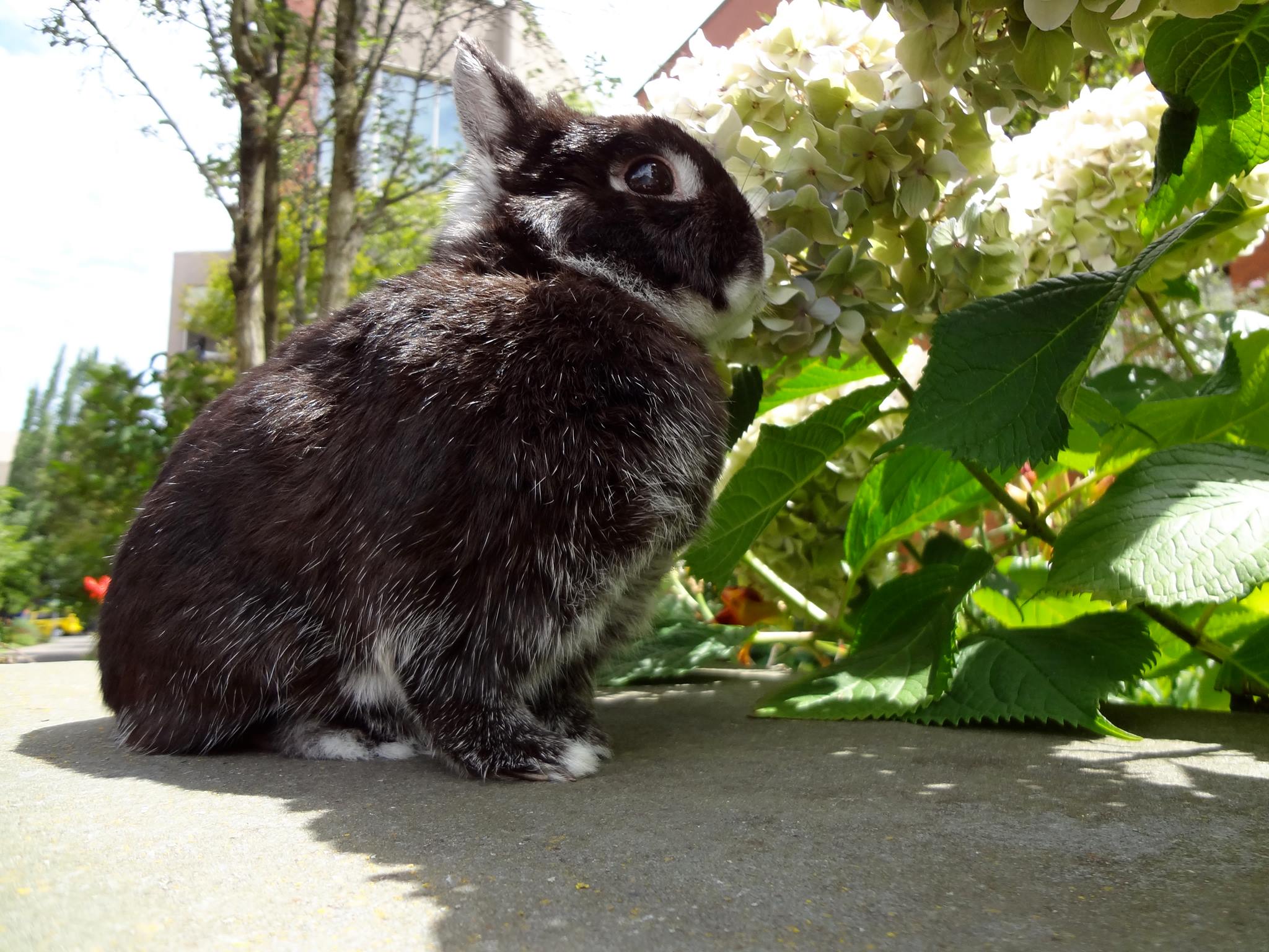 A beautiful day to stop to smell the hydrangea r/Rabbits