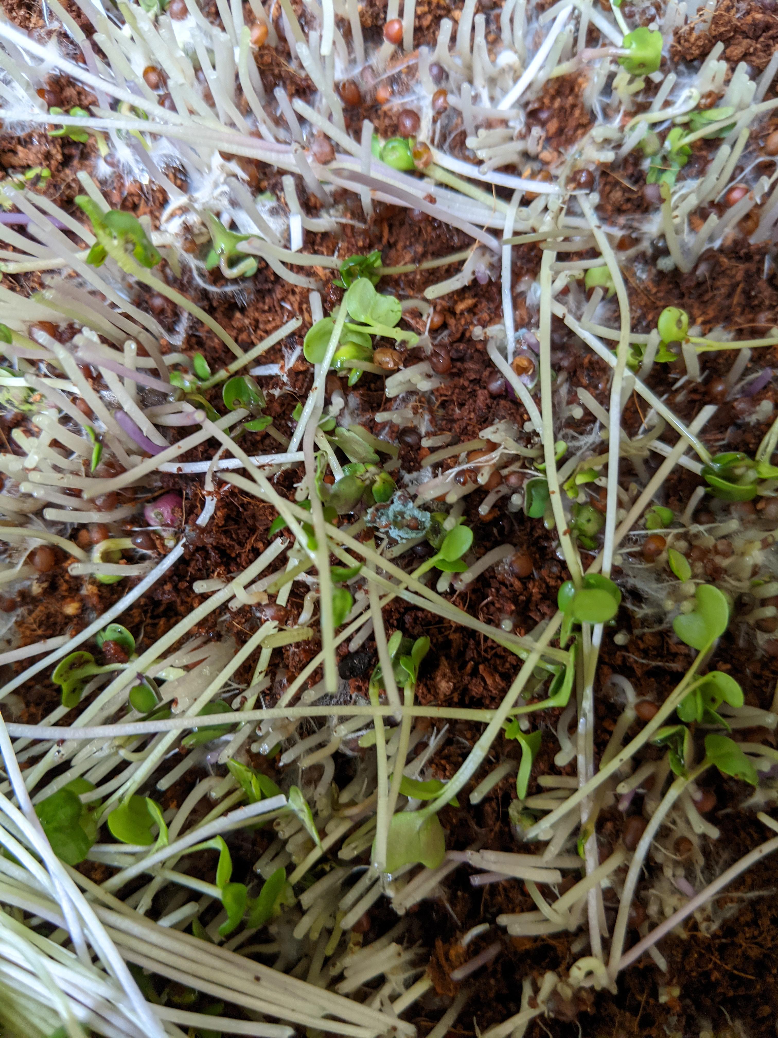 When harvesting my last batch of broccoli I noticed this seed that was