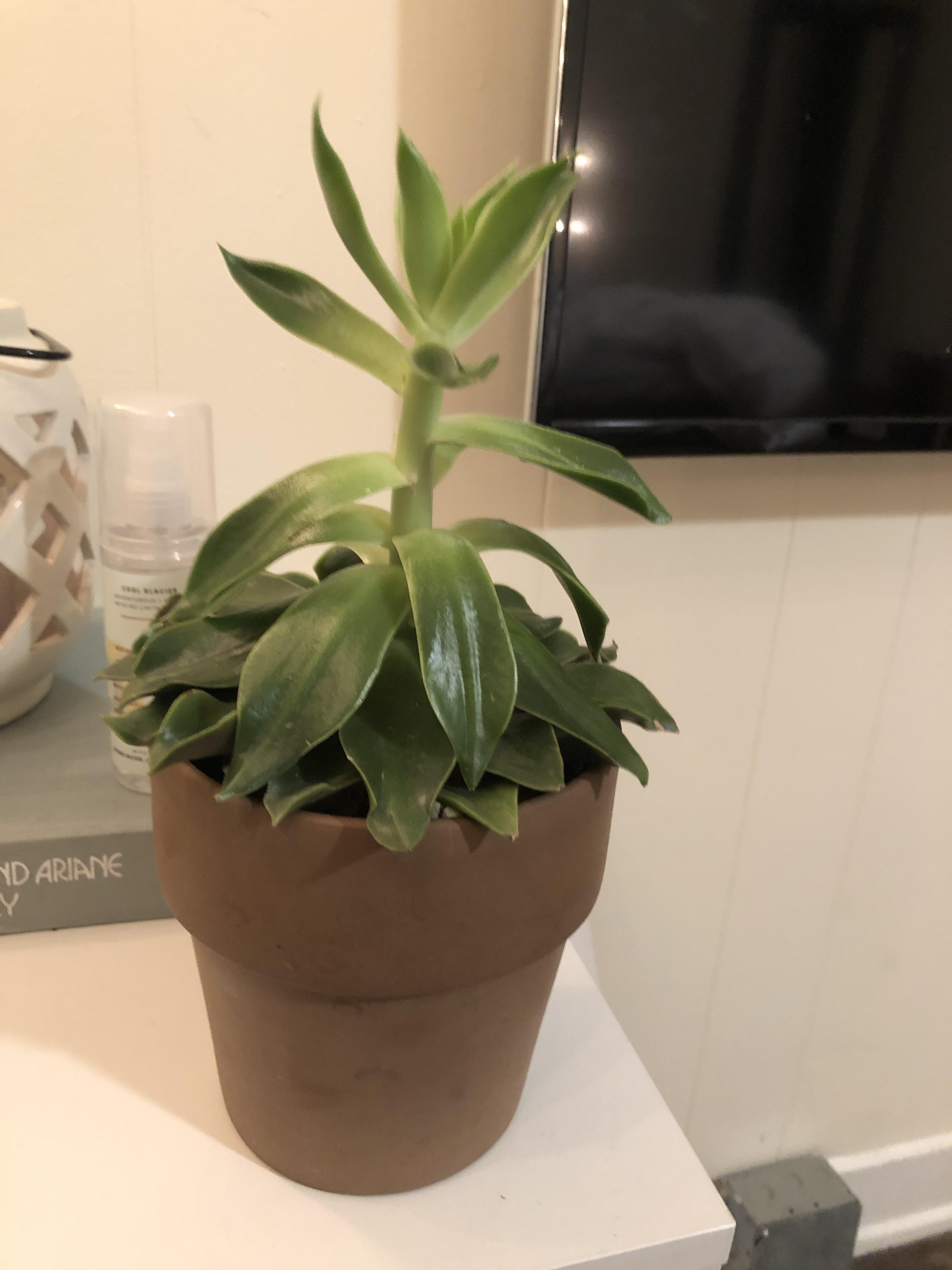 Why is my succulent growing tall and spread out? I think it’s in the echeveria family but not