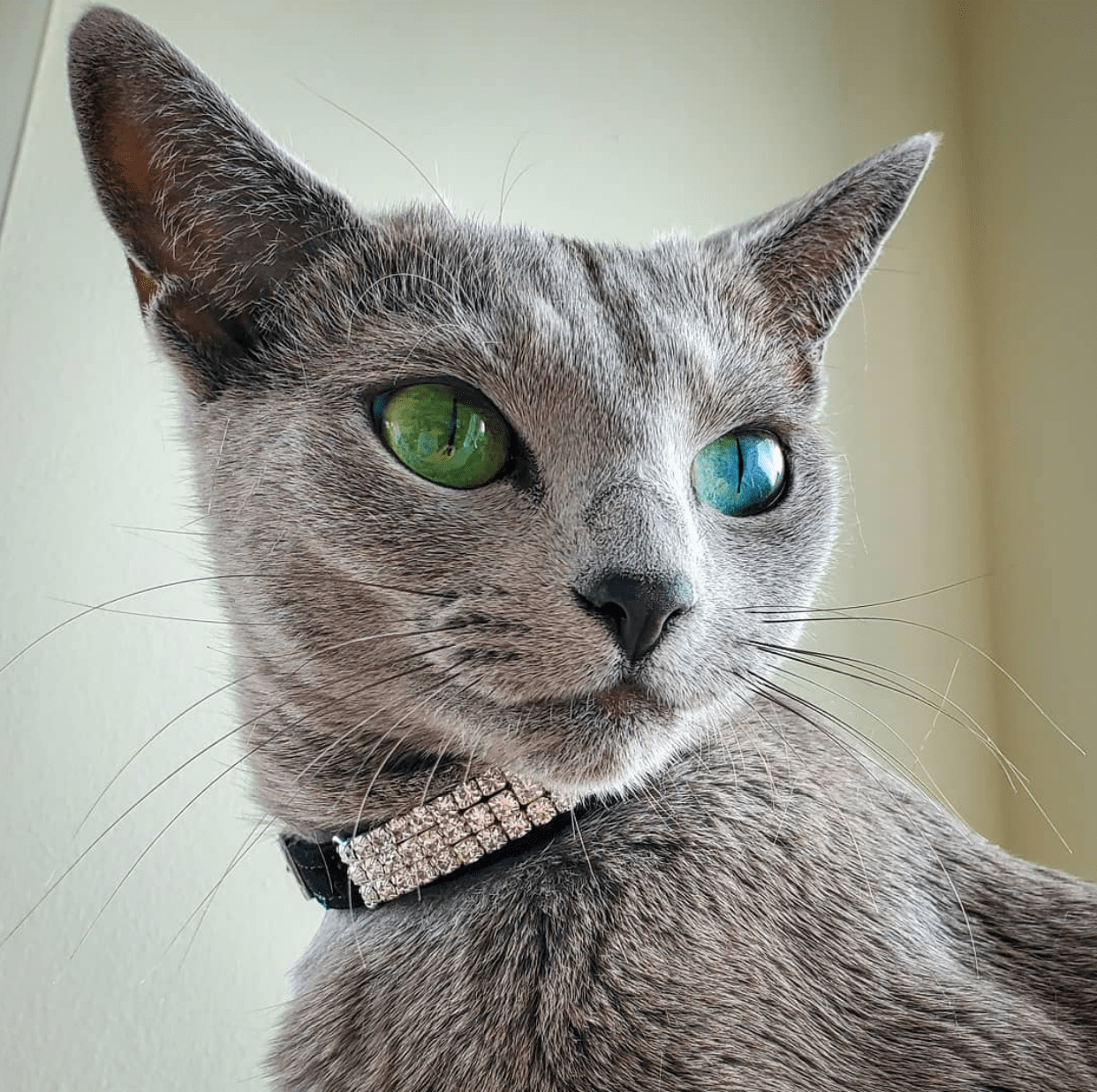 Cute Animals Dina the Russian Blue is so beautiful!