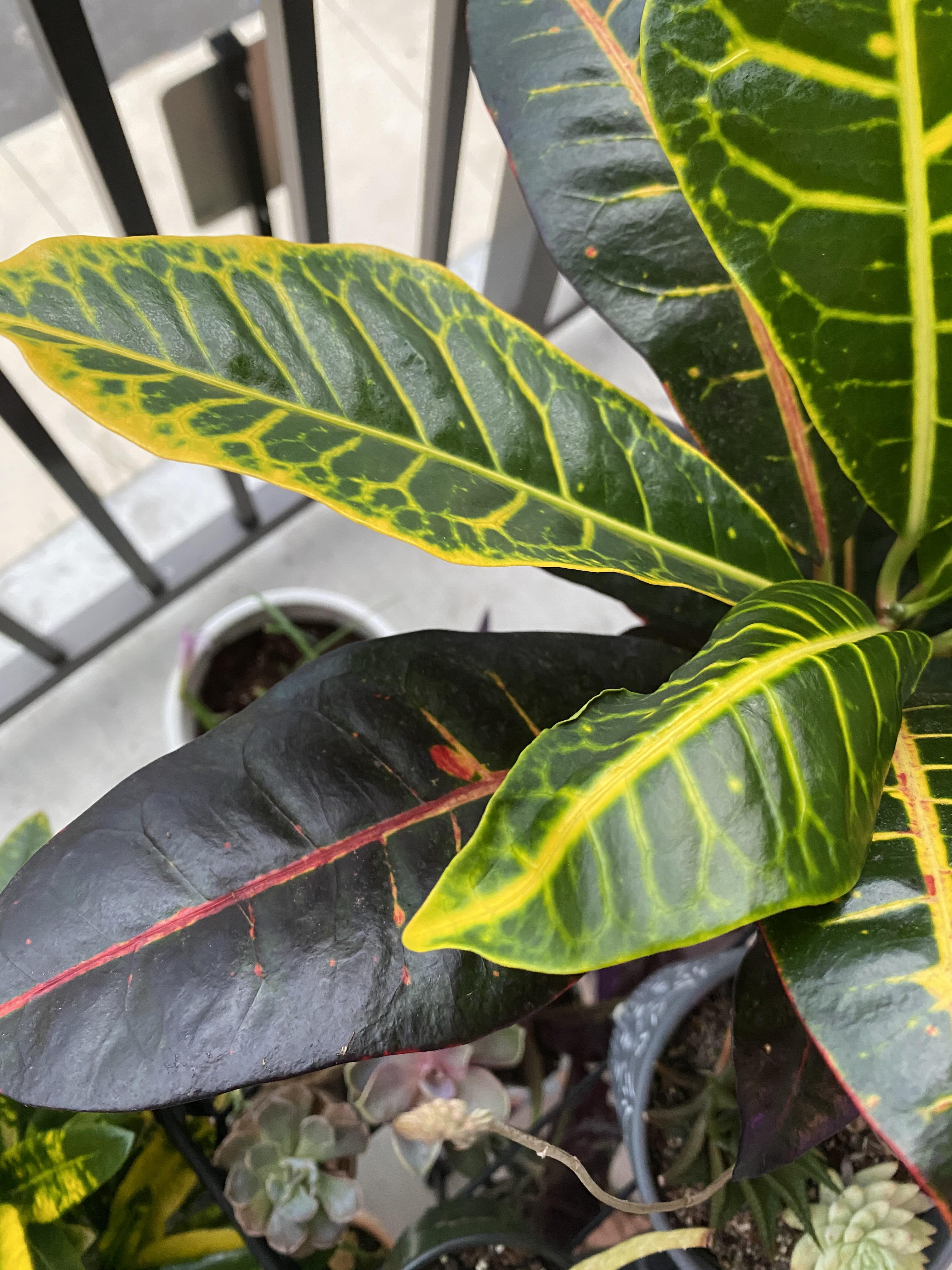 Why are my croton leaves turning black! r/plantclinic