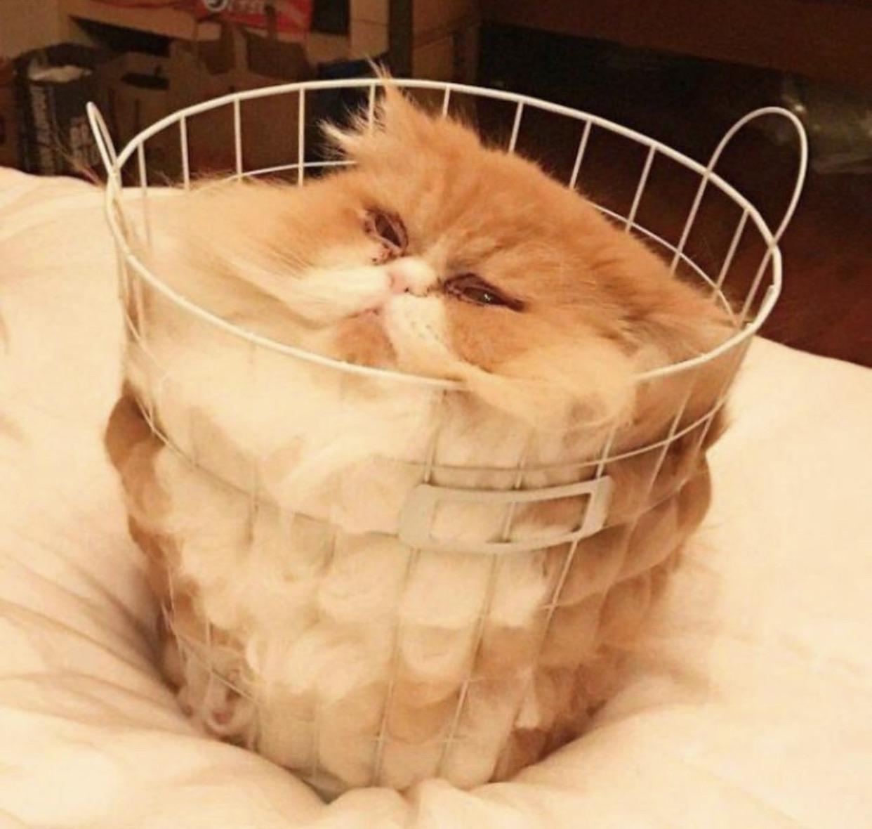 My favourite photo of a cat I’ve ever stumbled across 😭😂 r/TIGHTPUSSY