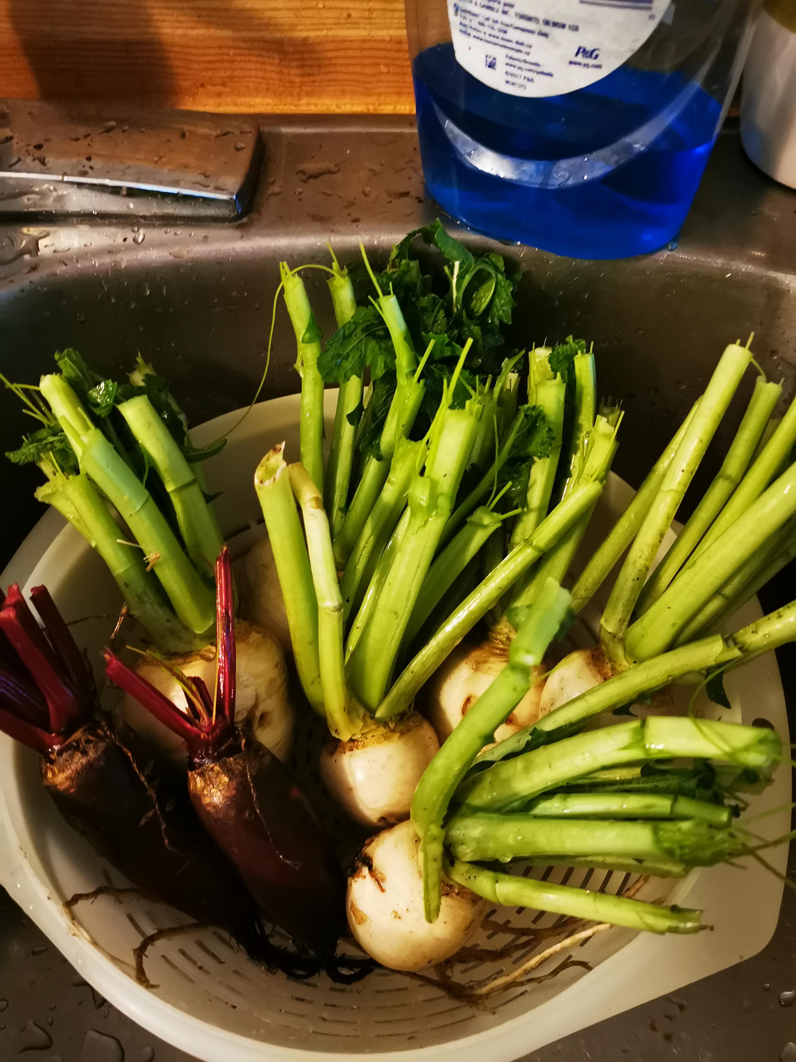 Some of the turnips and beets from our garden in zone 3a. r/gardening