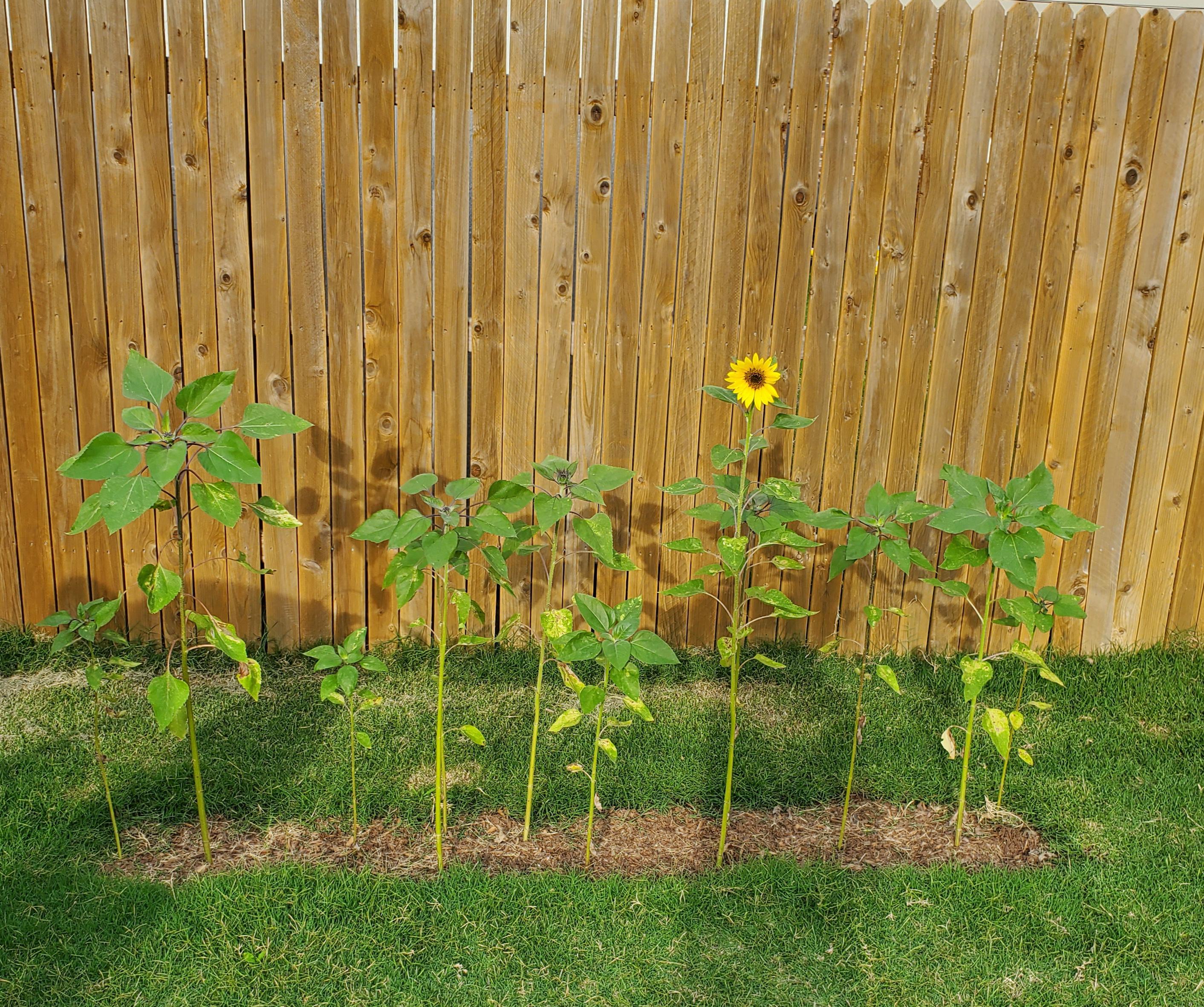 First sunflower in my TX garden. r/gardening