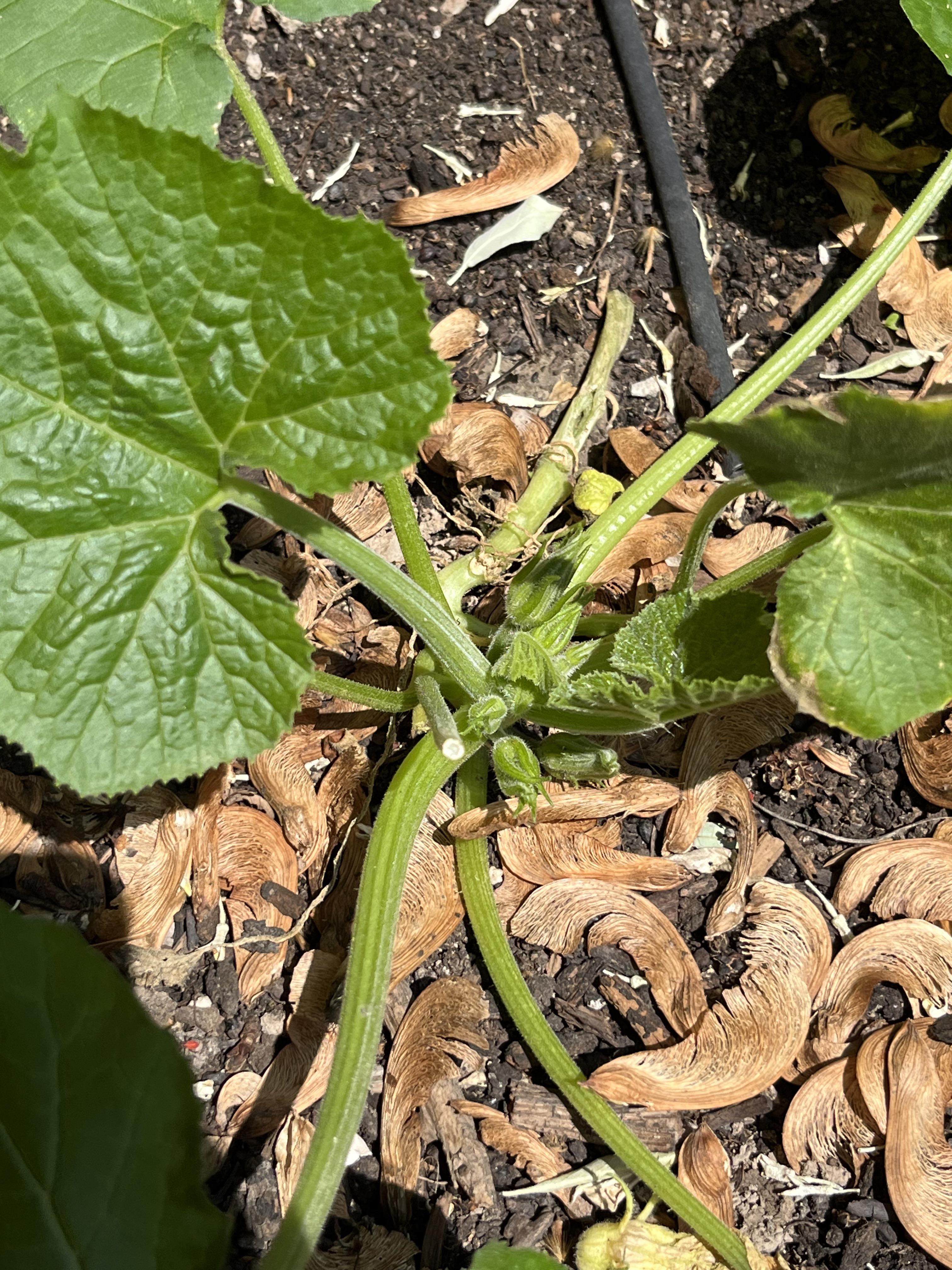 Is something eating my zucchini flowers? r/vegetablegardening