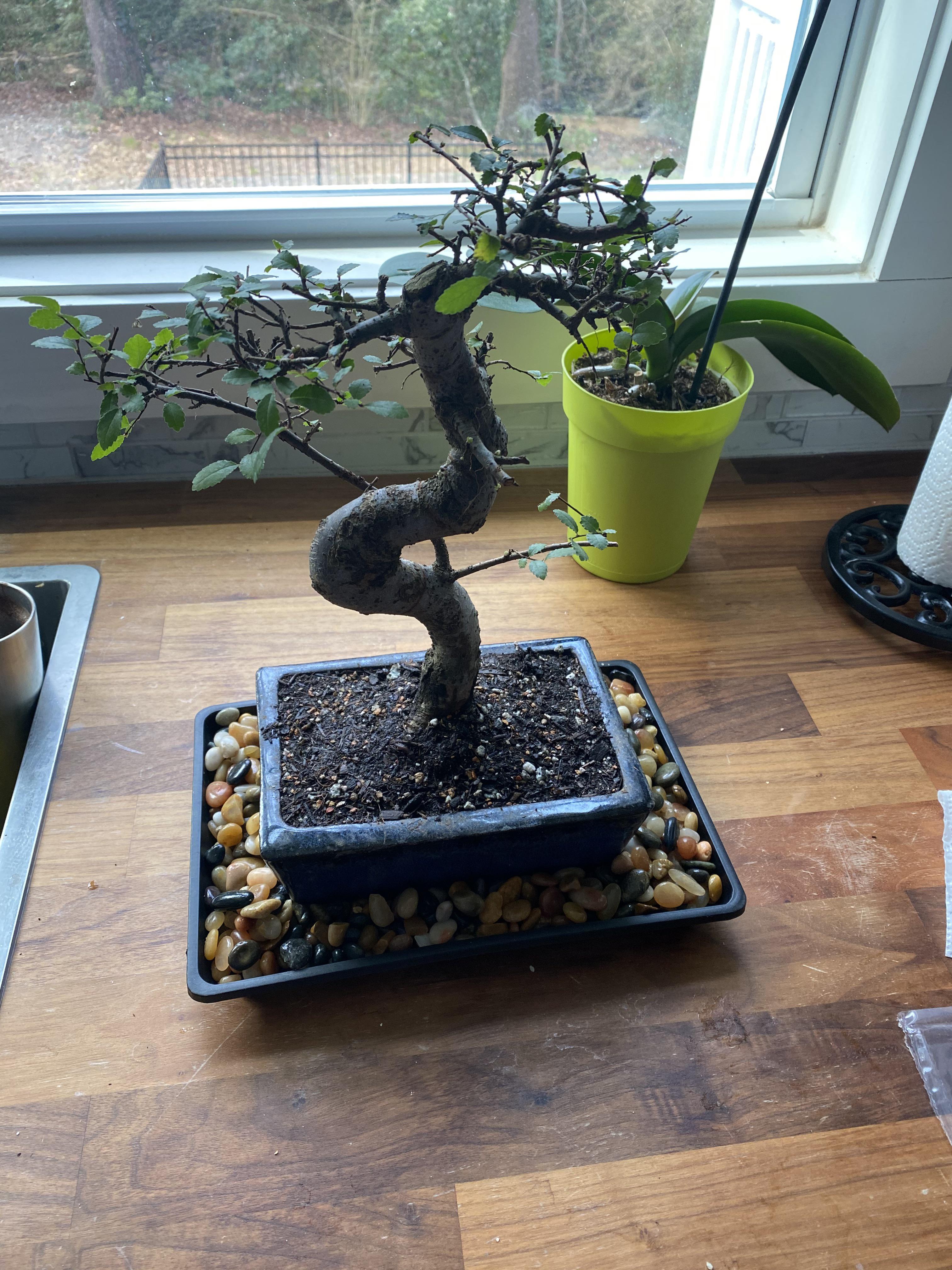 My first ever bonsai! Chinese Elm! Hoping I can master this and move on to more challenging