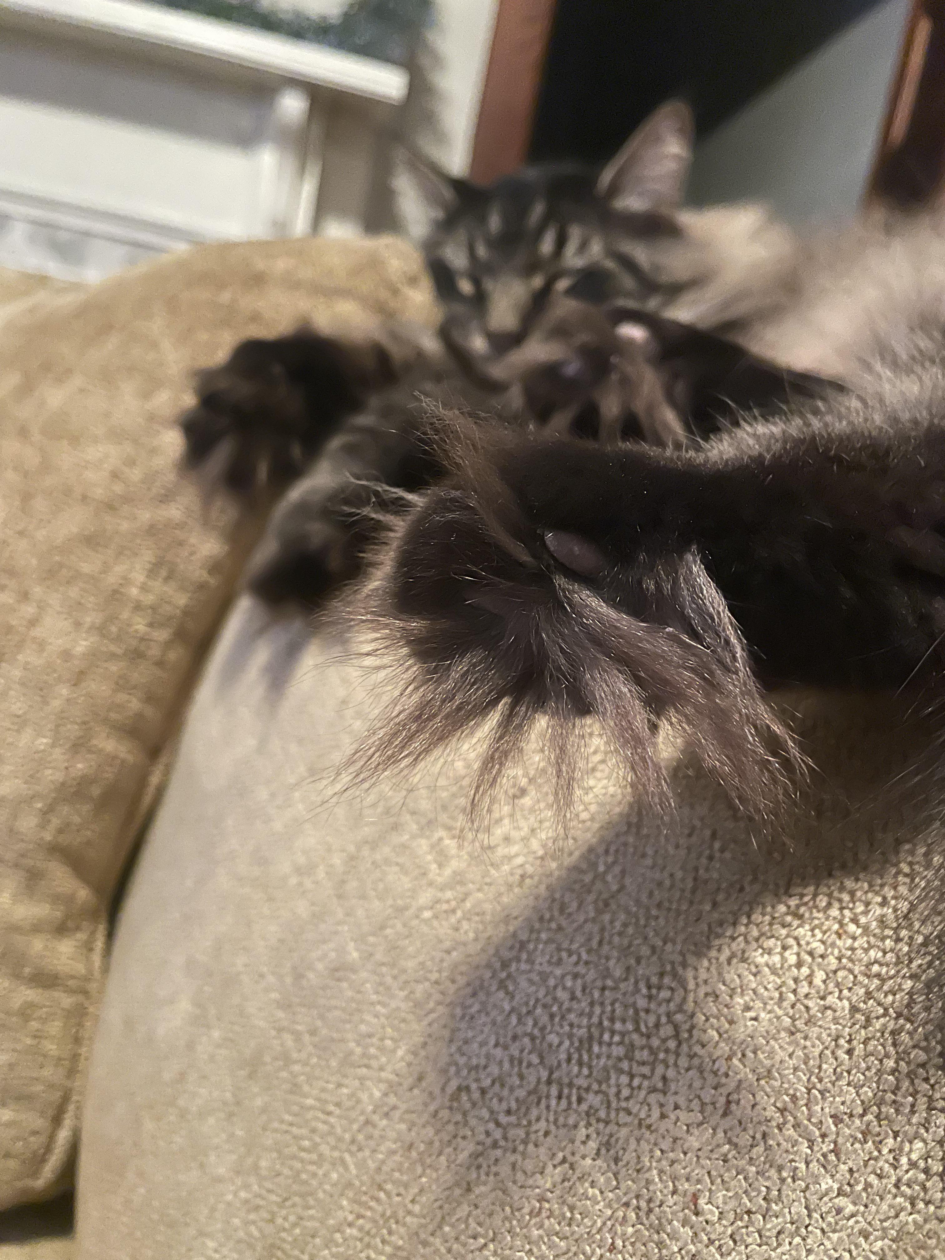 These toe tufts tho! r/cats
