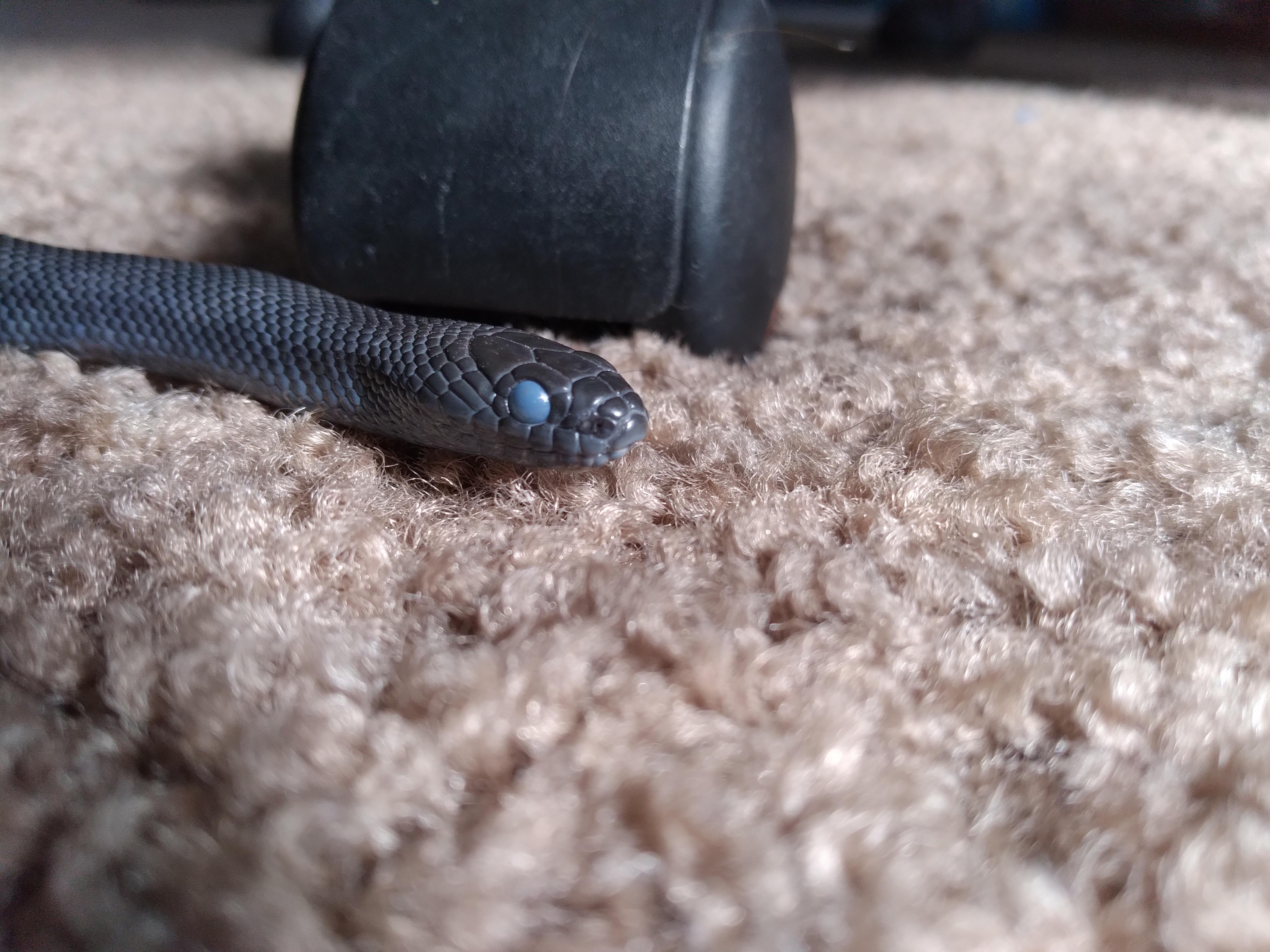 New owners on this sub who didn't research enough be like help my snake