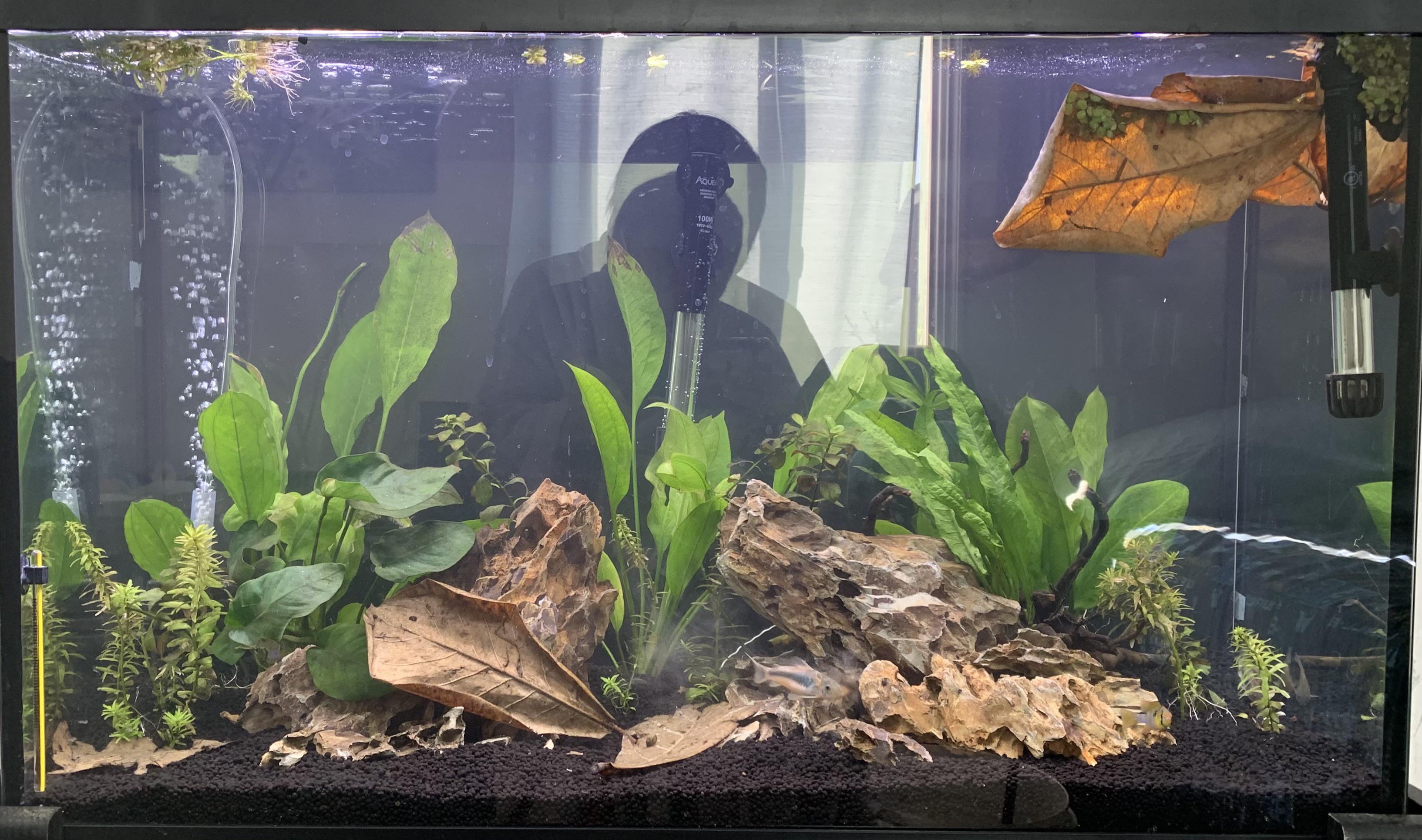 Stocking suggestions for a 29 gallon tank? (More in comments) r/Aquariums