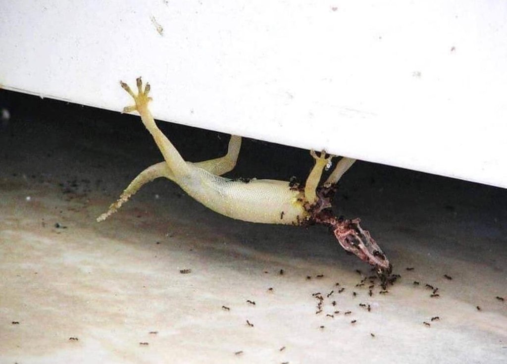Gecko eaten while hanging upside down WTF_Nature