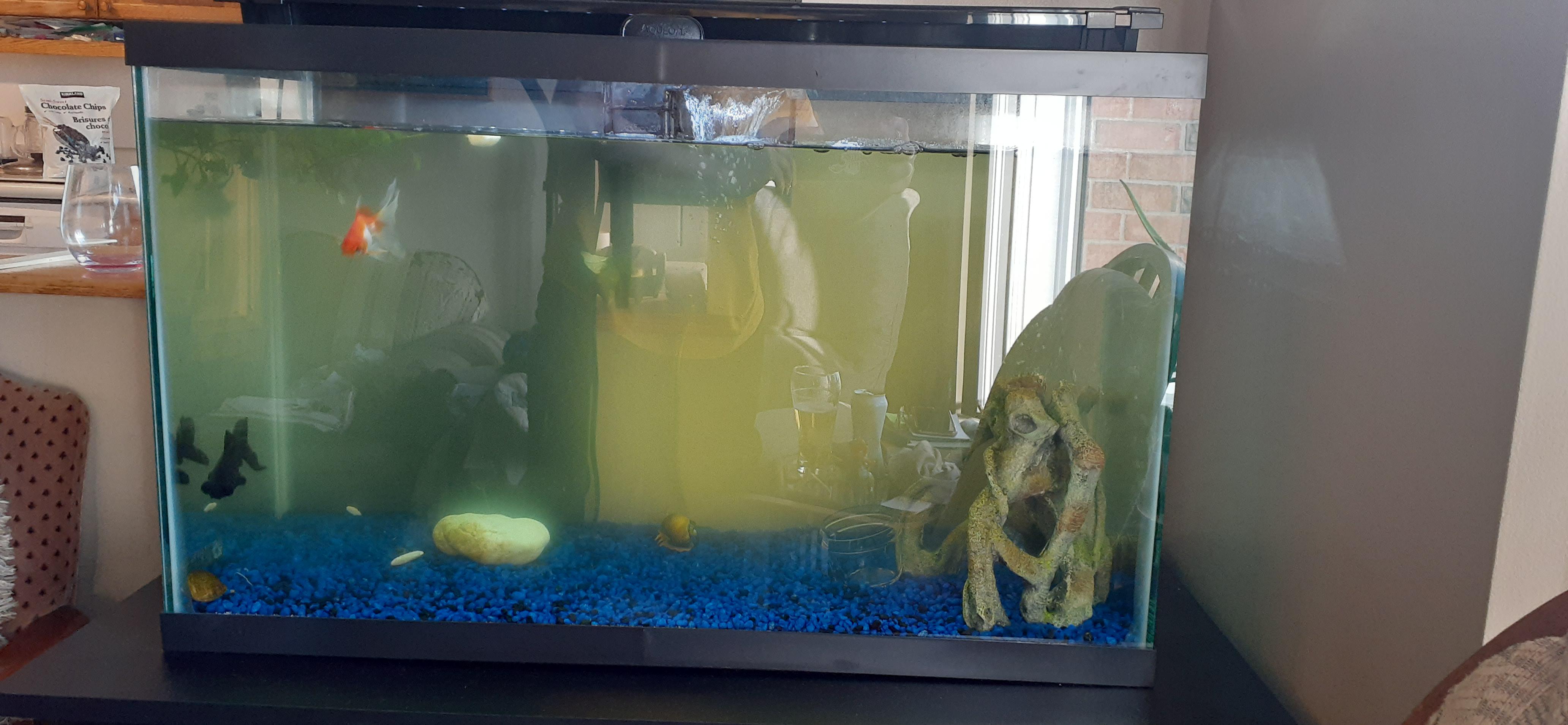 Why is my water turning green? A week ago it was clear. 25 water