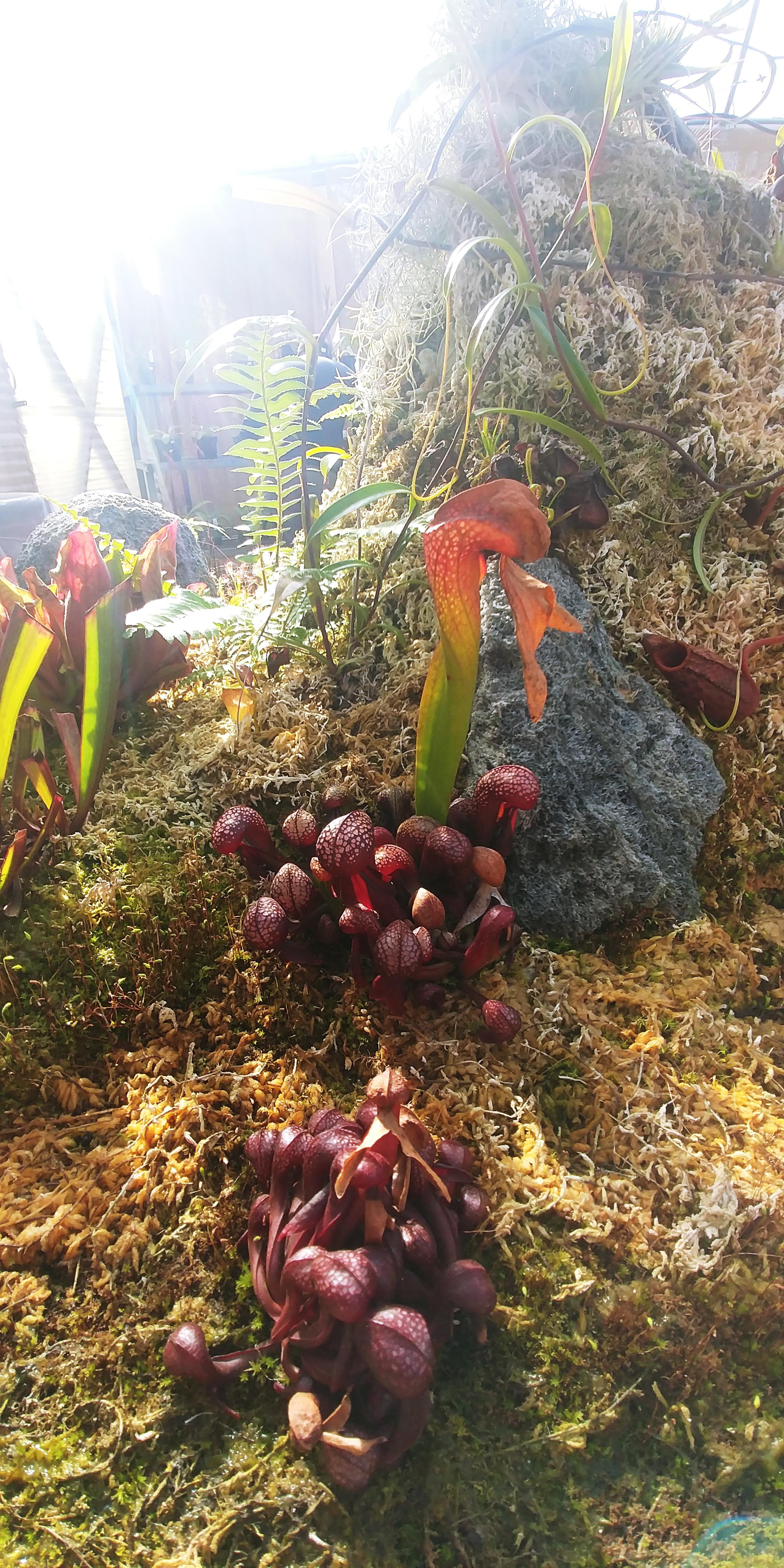 Visited a bunch of cool plant stores yesterday, this one was dedicated