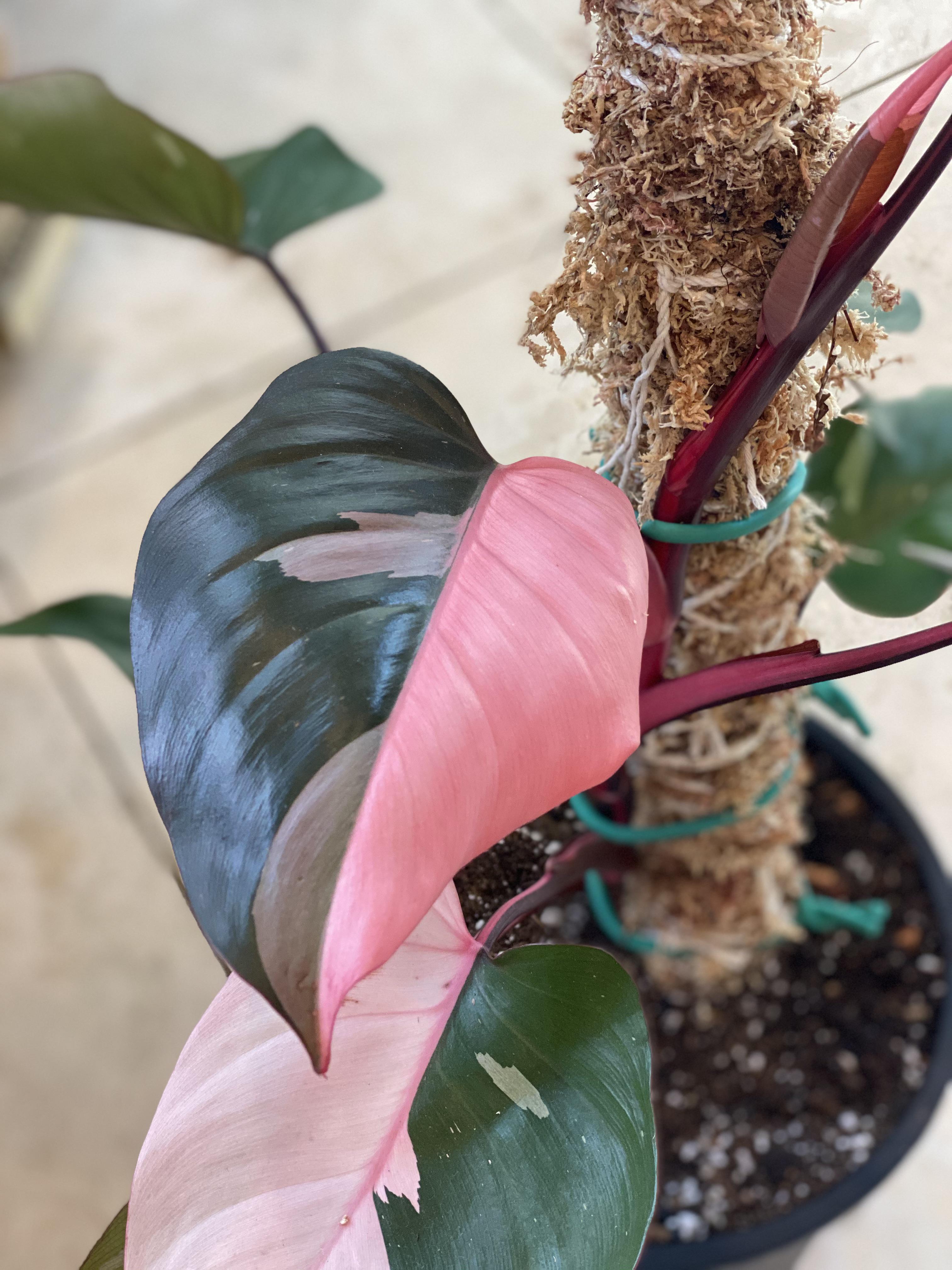 transplanted my Philodendron Pink Princess this morning. r