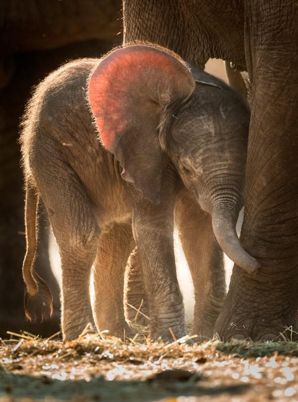 Baby elephant hugging her mama's legs r/Eyebleach