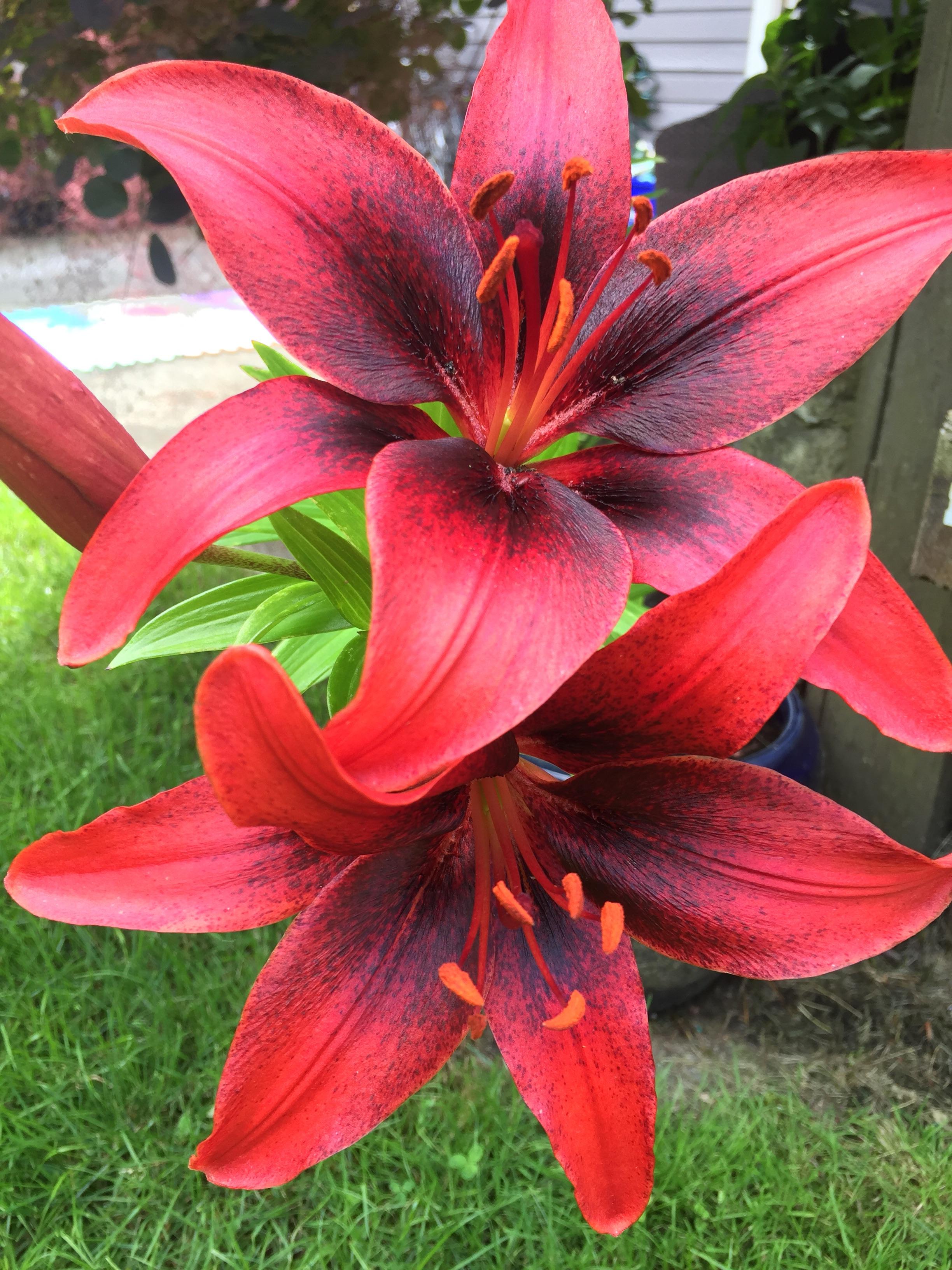 First time growing lilies! Mixed oriental bulbs from Walmart r/gardening