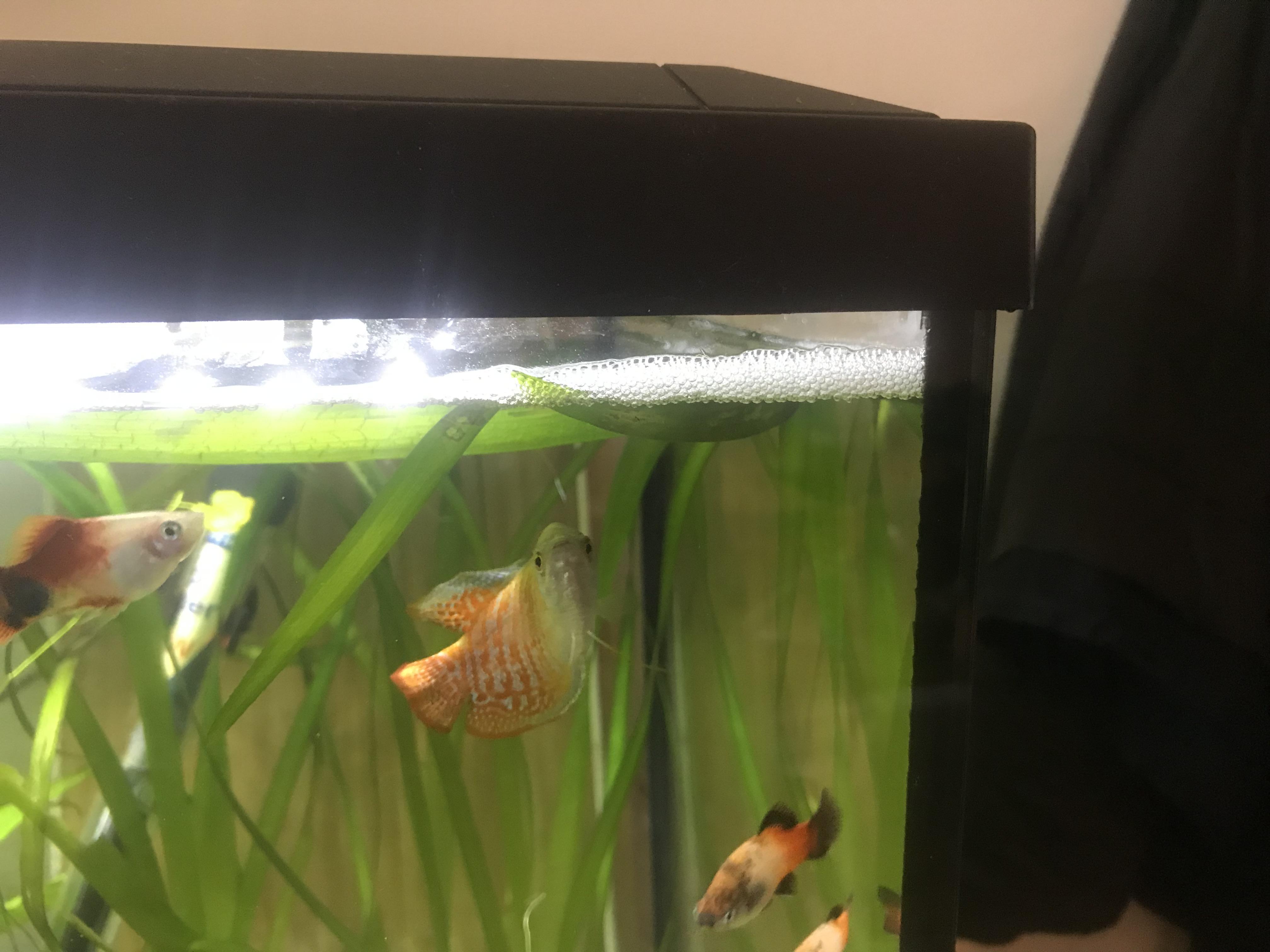 My dwarf gourami made his very first bubble nest r/Aquariums