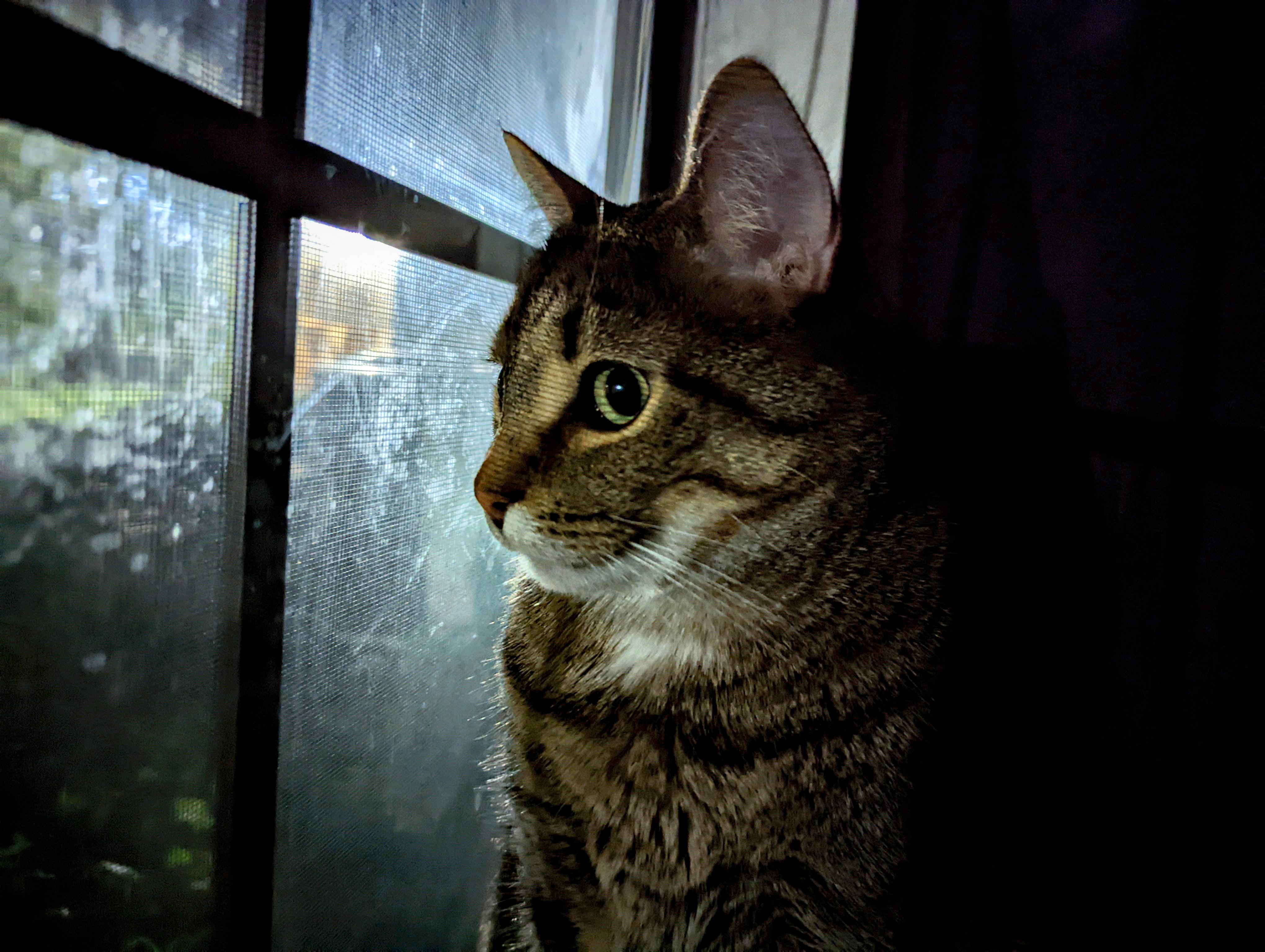 How do I stop my cat from creeping on the neighbors at night? r/cats