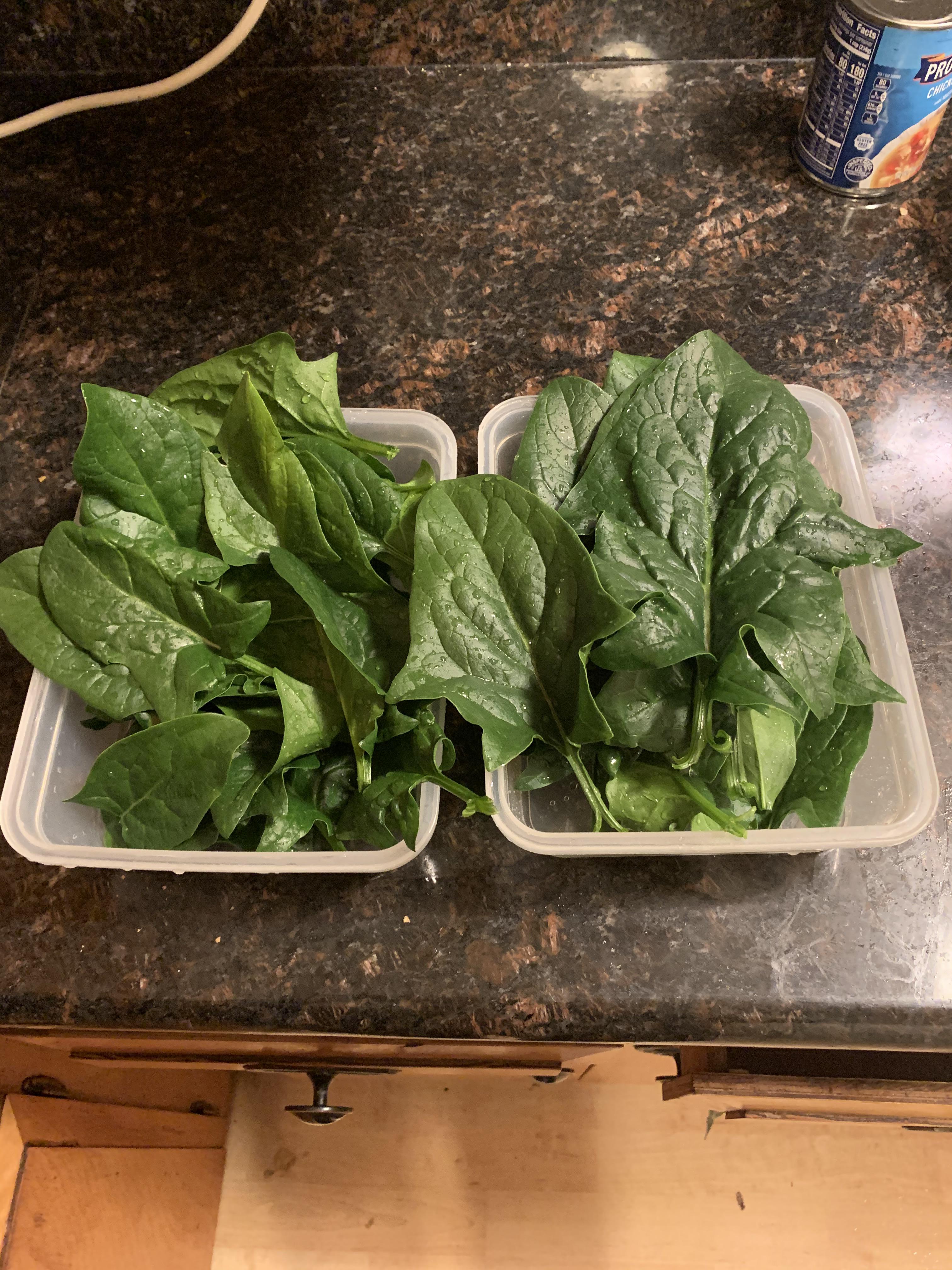 These spinach leaves are edible... right? r/gardening