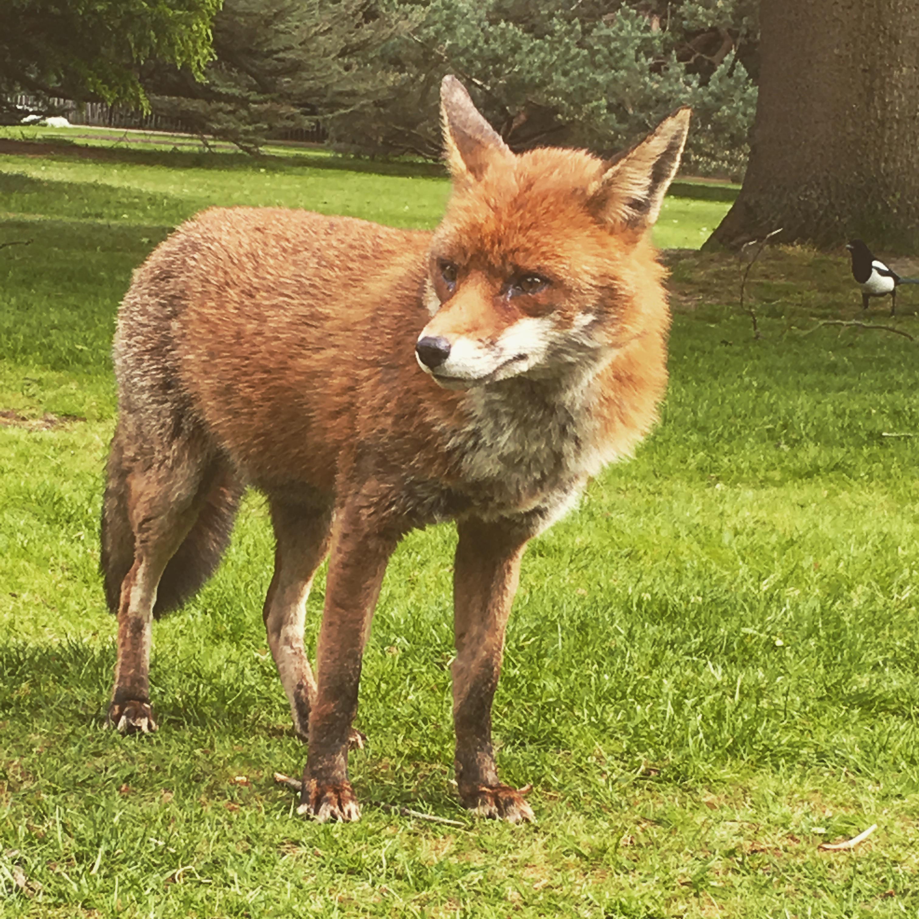 I’ve seen many foxes in London but this one is Alpha fox! r/london