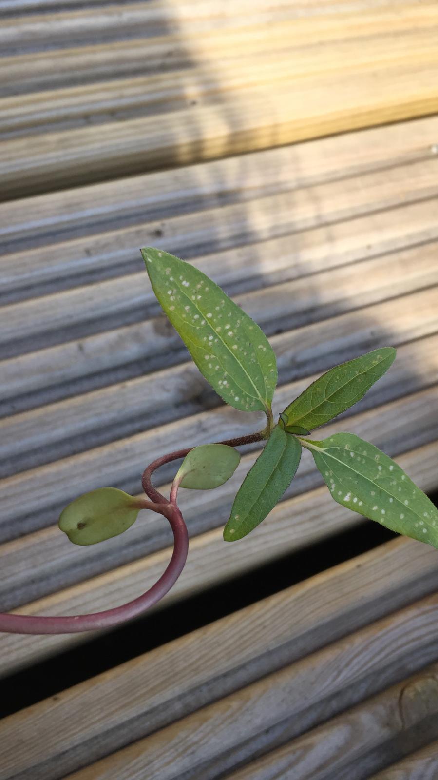 Help! What are these white spots on my sunflower leaves? r/gardening