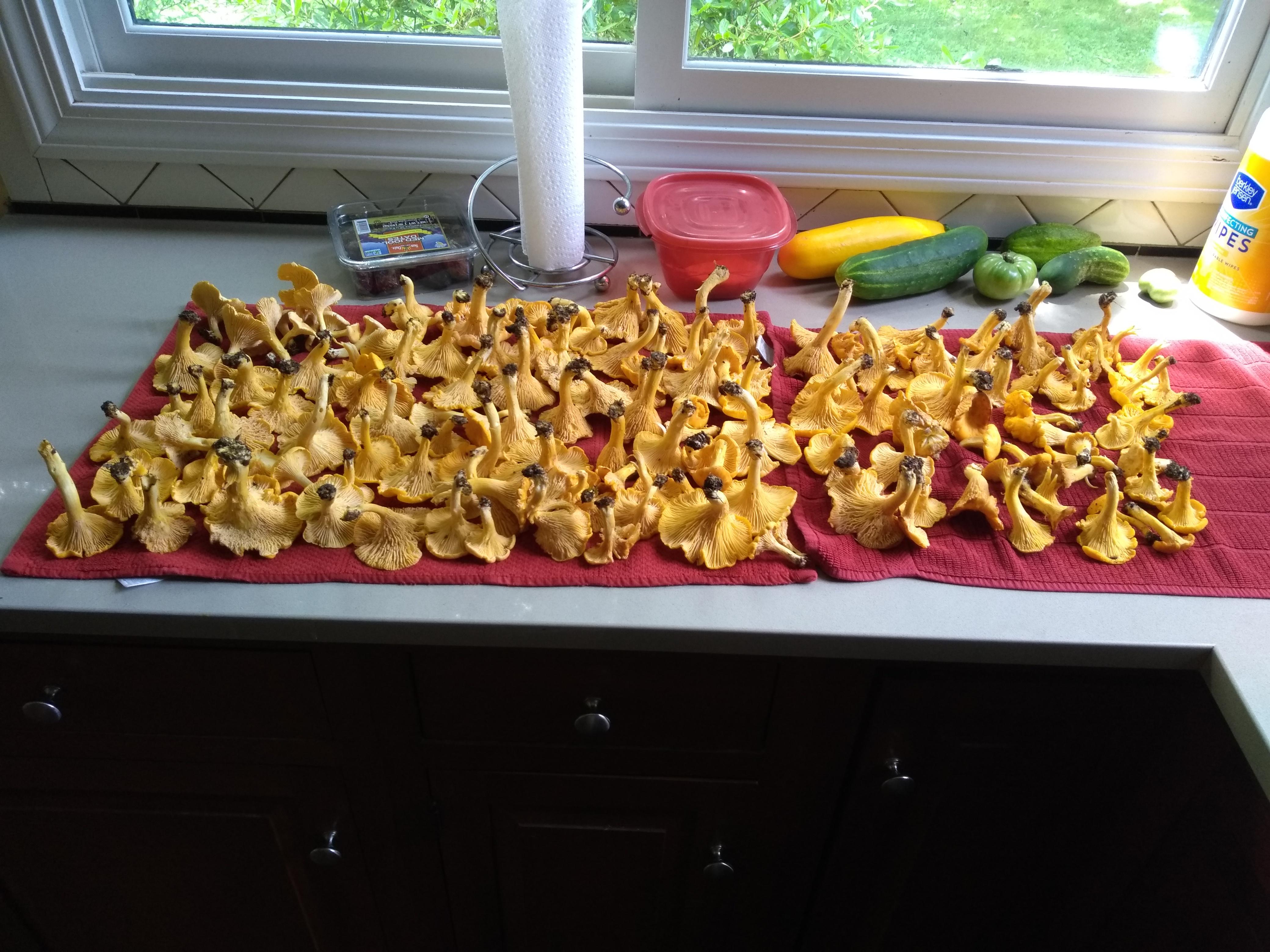 I Love Chanterelle Season! r/vermont