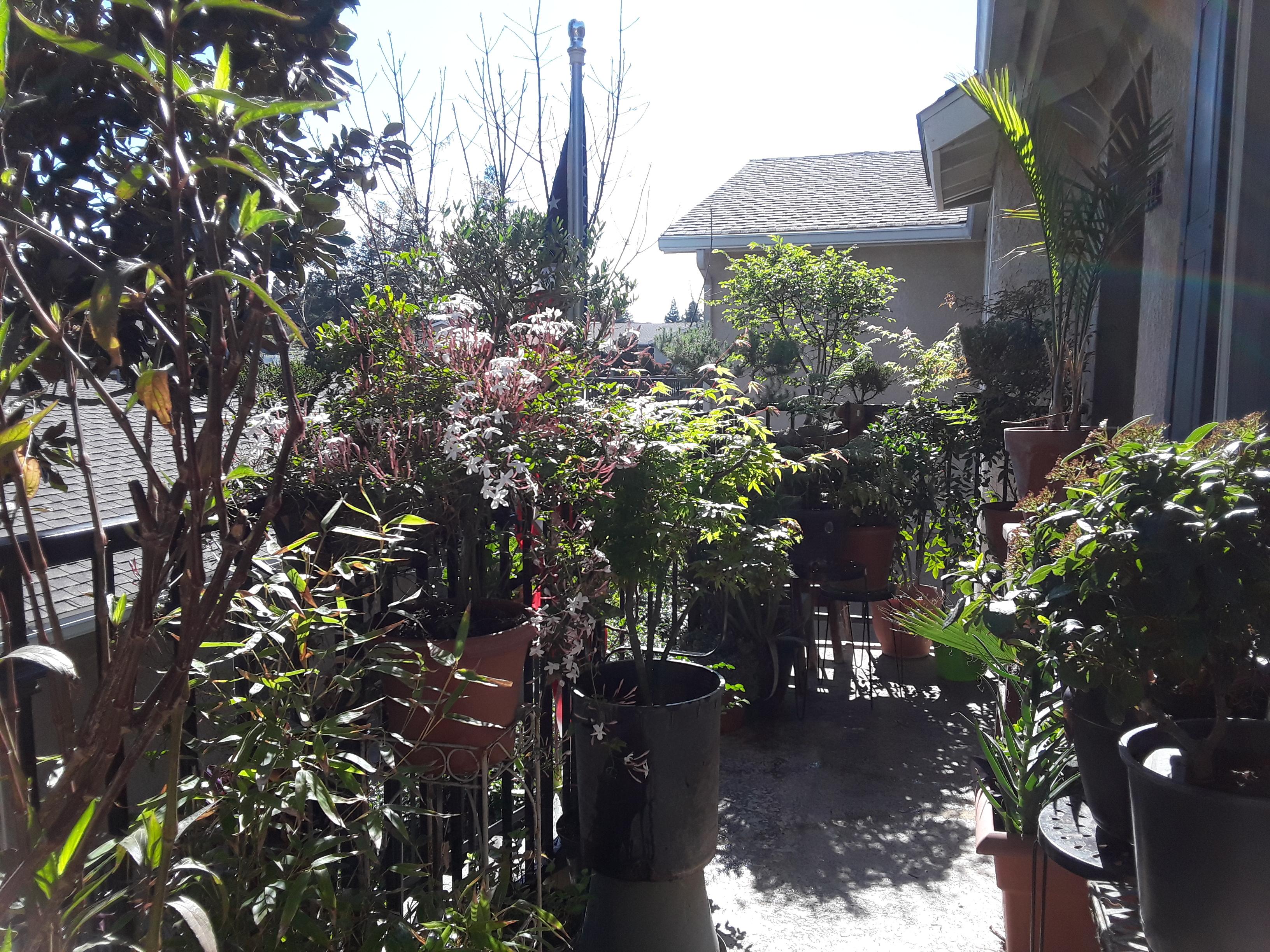 My balcony jungle...jasmine popping gardening