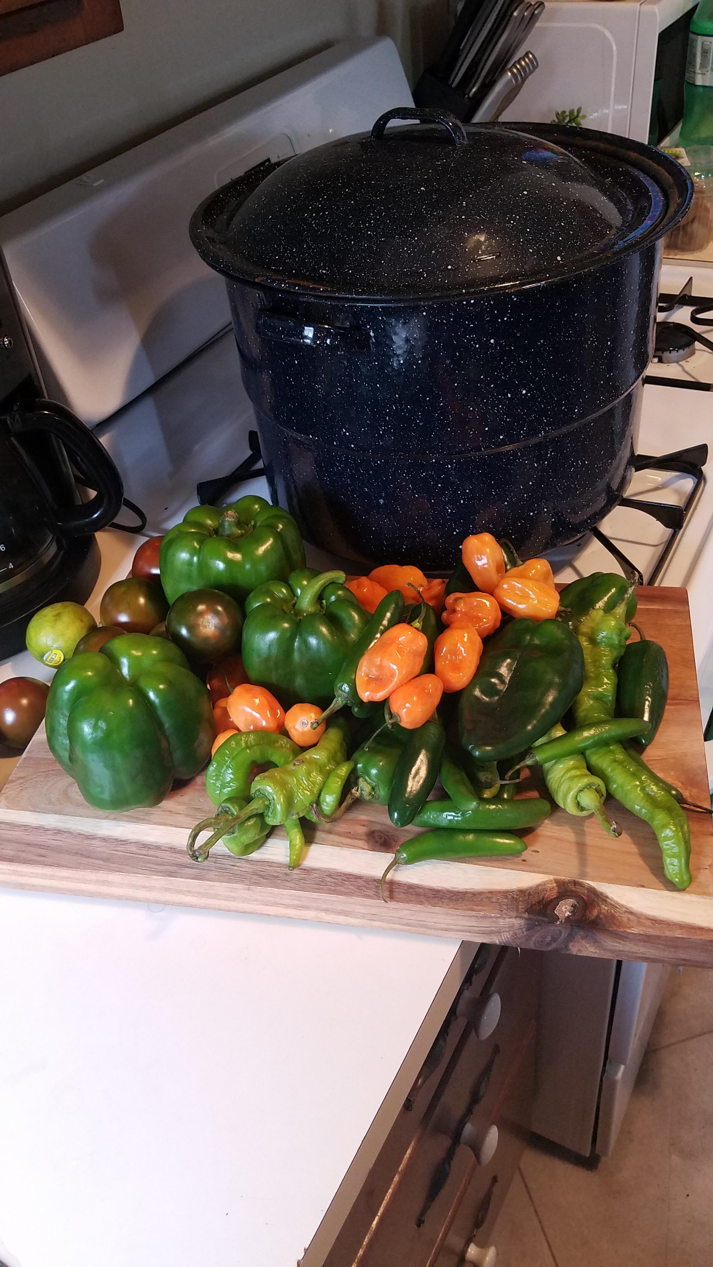 [I made] HOT SAUCE from these peppers + tons of basil (not shown