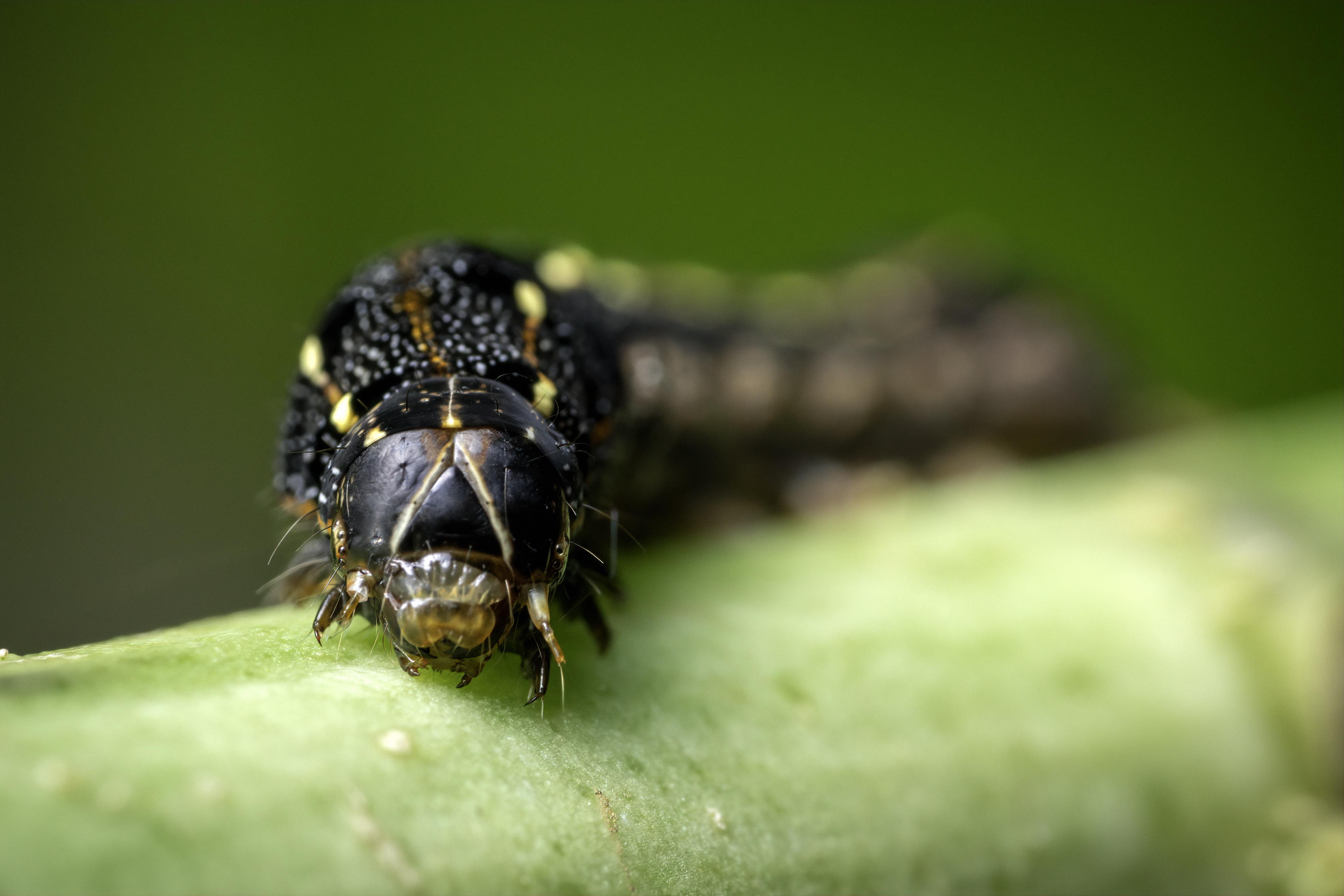 Found this caterpillar last September. What exactly is it? r/caterpillars