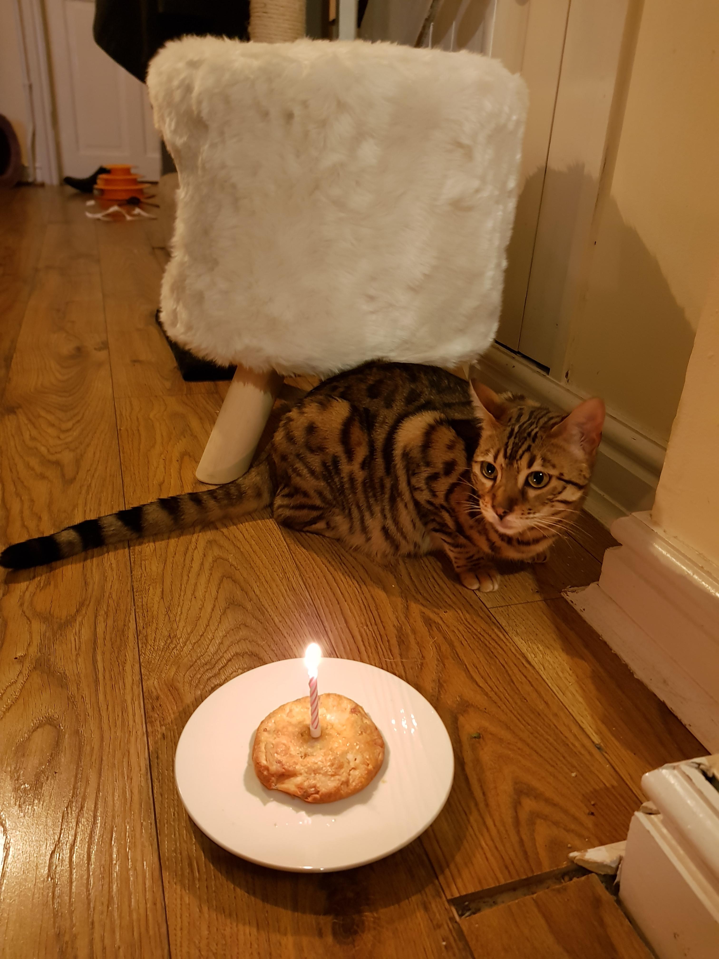 Happy Birthday to Meekah! She loves tuna cake! r/bengalcats