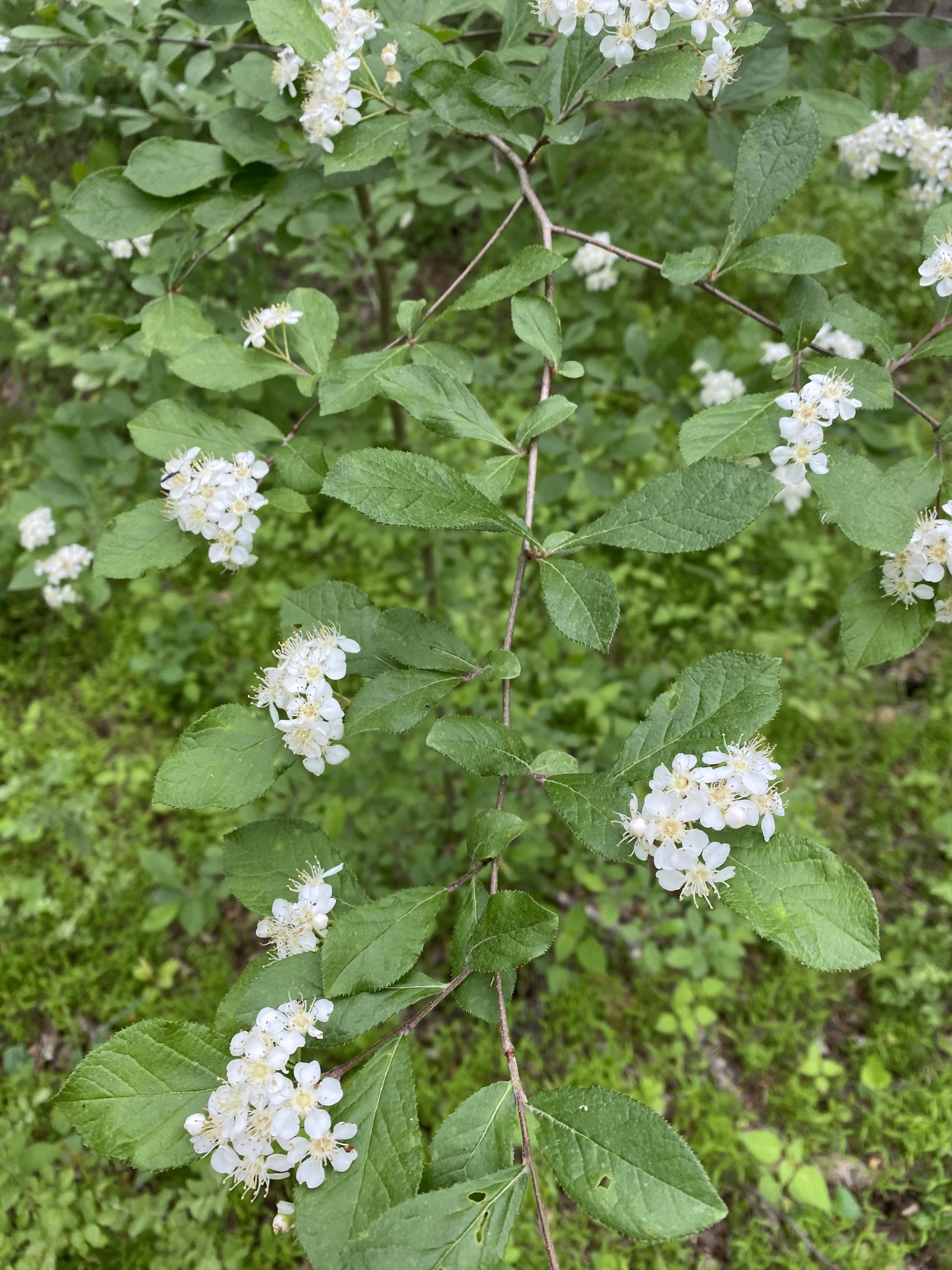 Flowering shrub in Zone 7B. r/whatsthisplant
