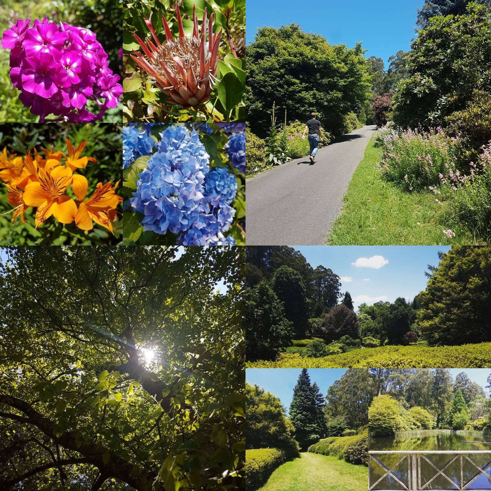 Dandenong Ranges Botanic Gardens on New Years Day! r/melbourne