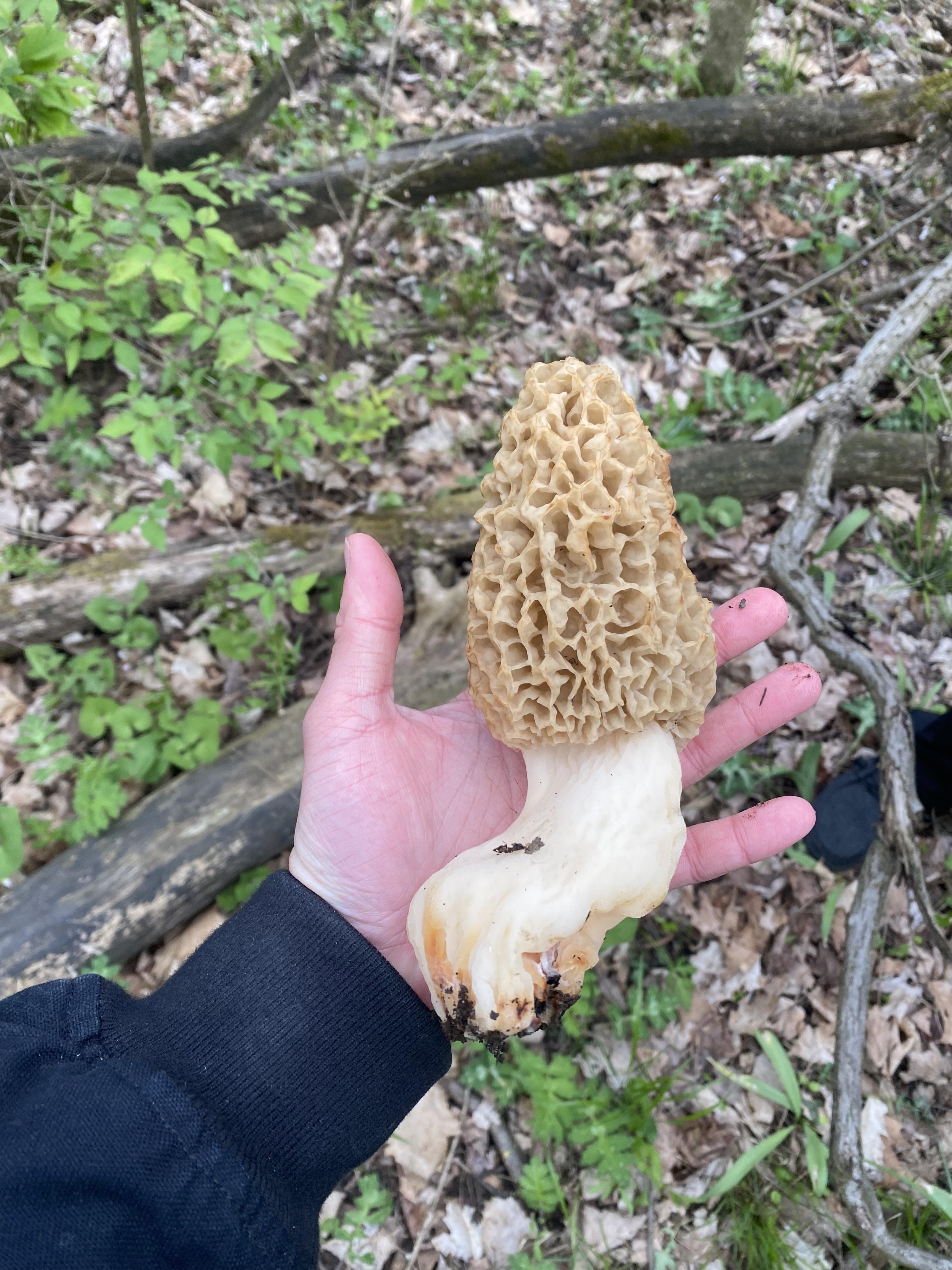 210 best r/morel_hunting images on Pholder Found some things on the