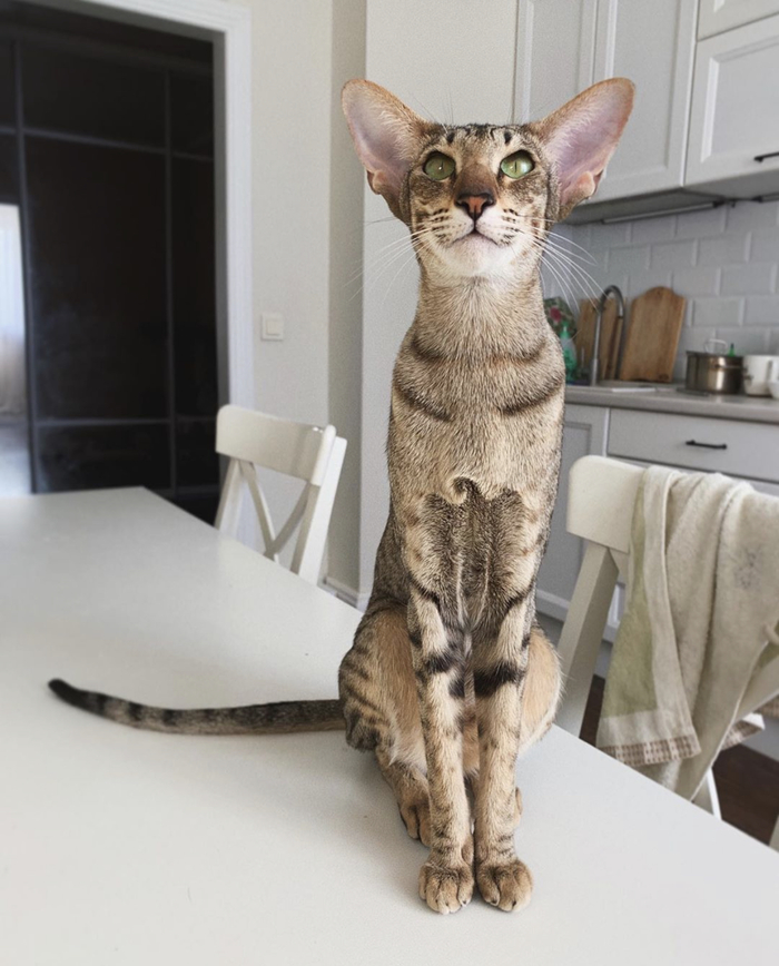 Oriental shorthair cat r/cats