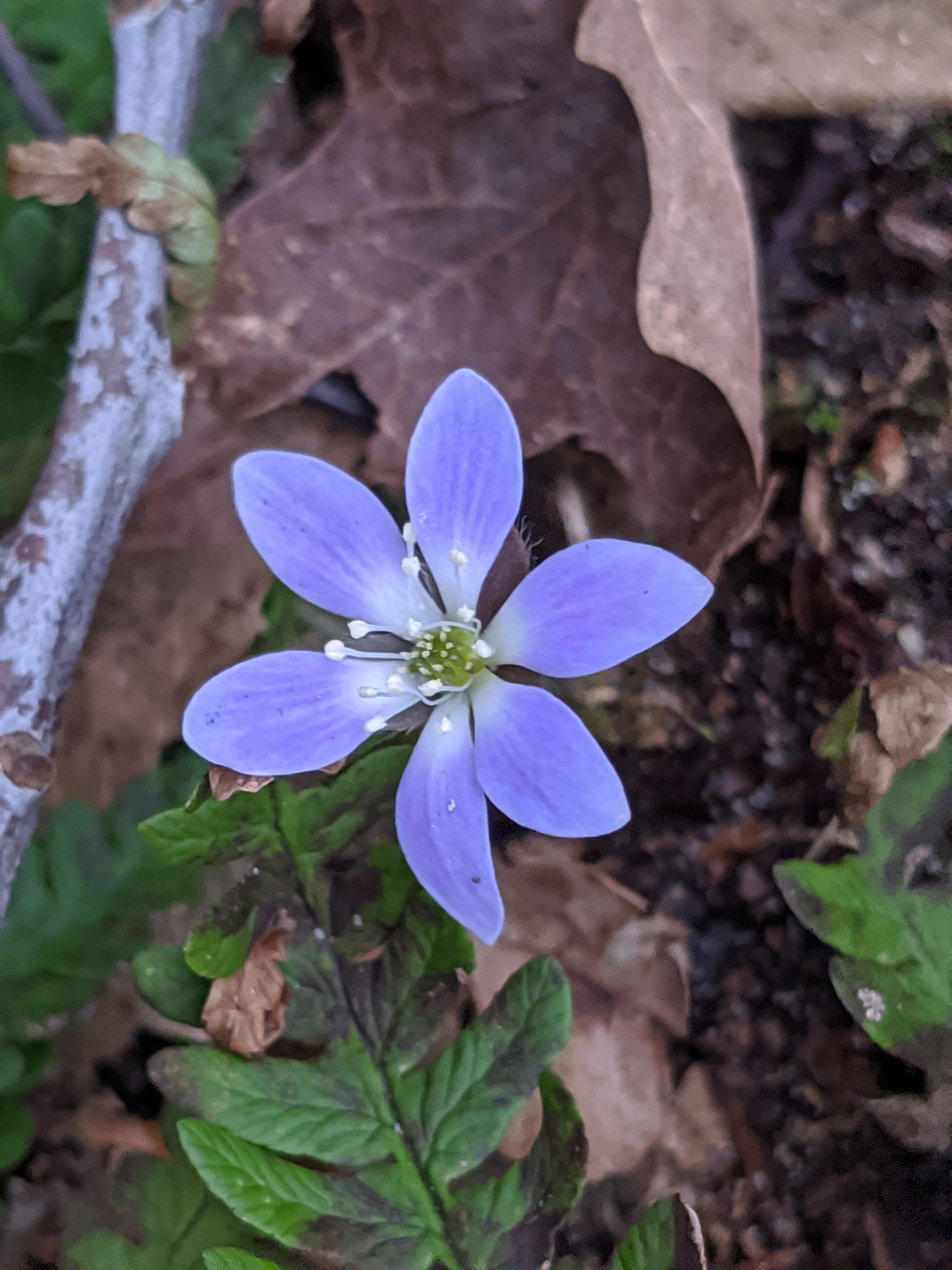Blue flower (Michigan) r/whatsthisplant