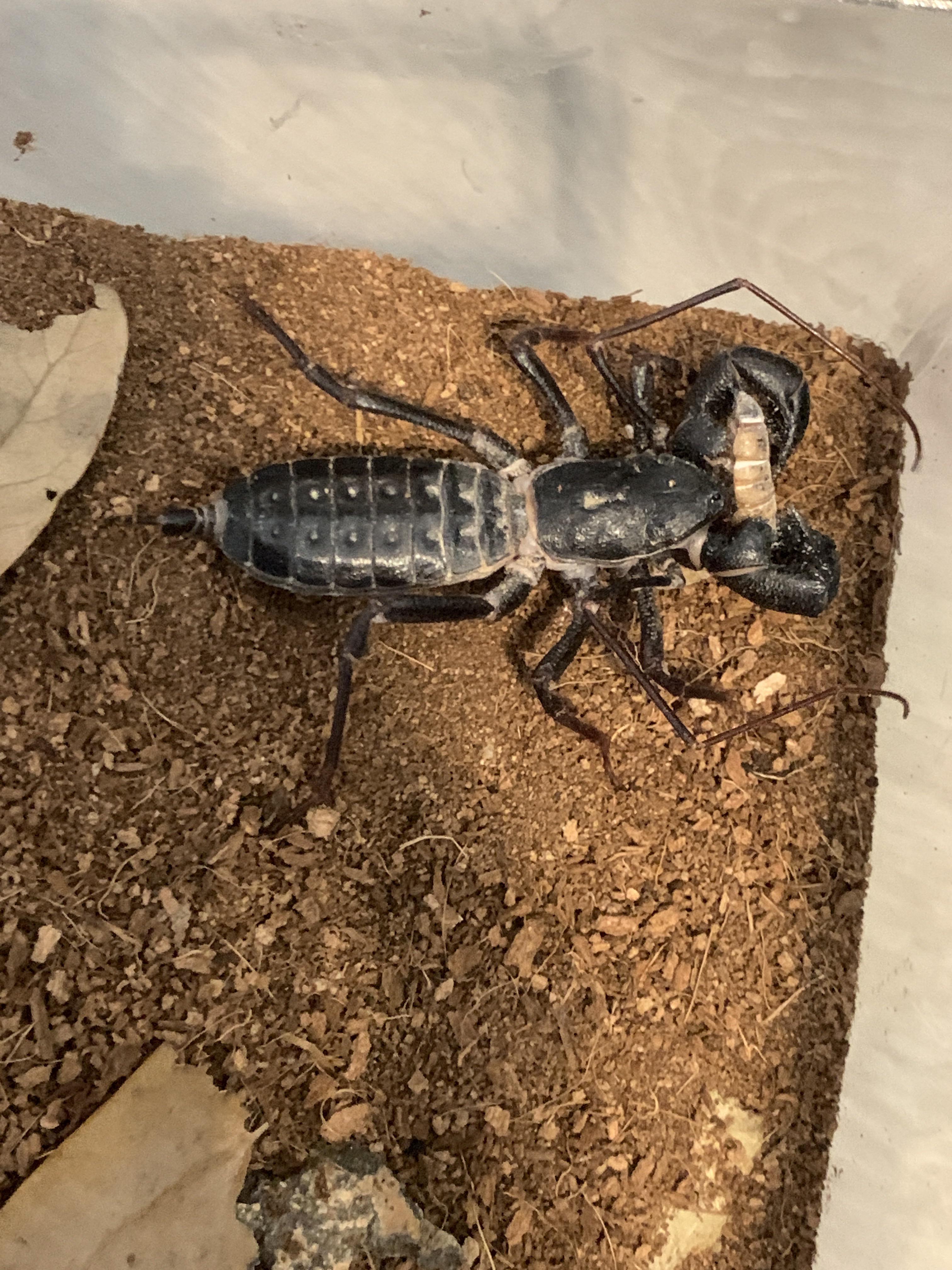 Playstation, my vinegaroon, who’s tail has disappeared r/insects