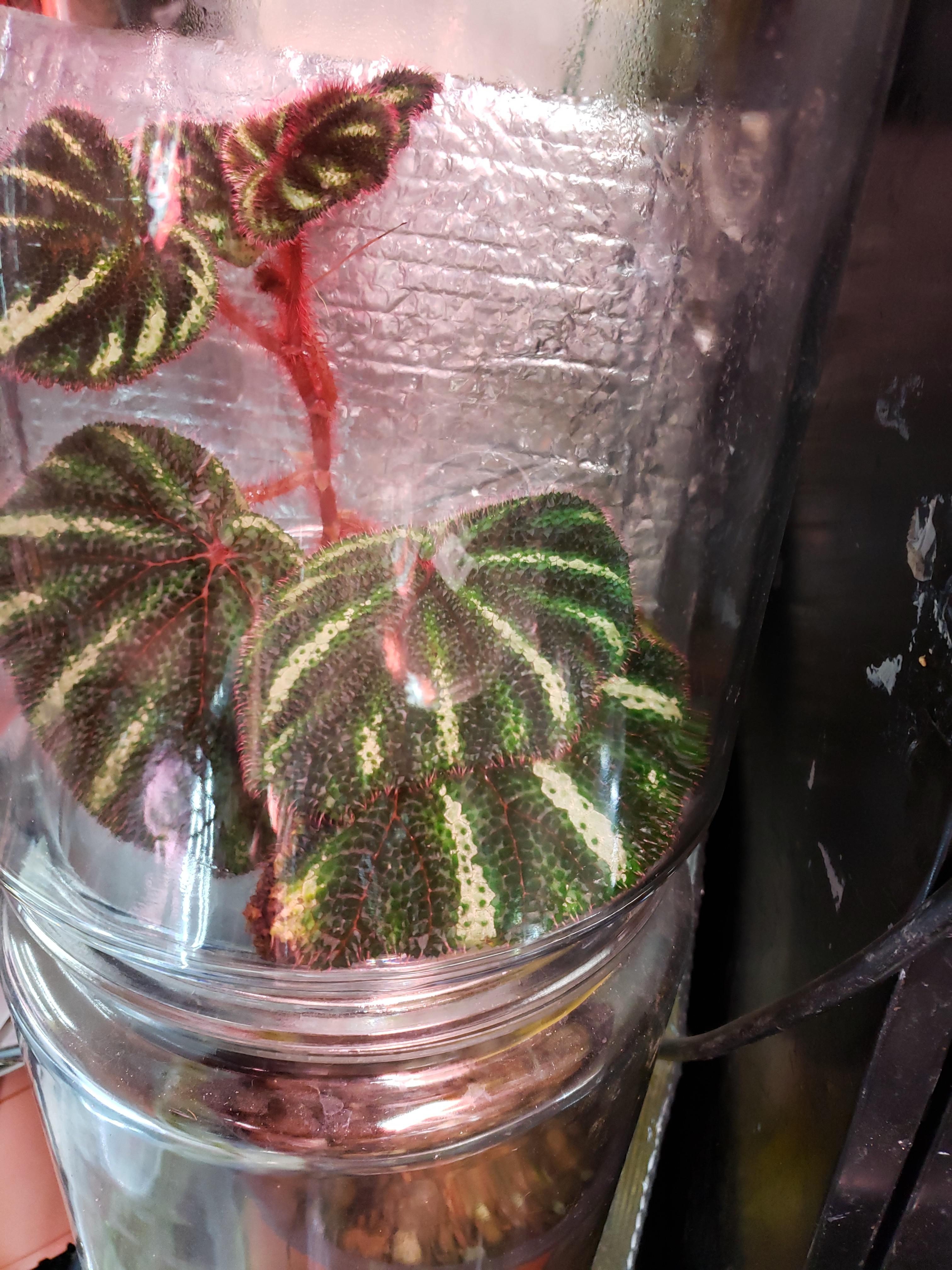 Begonia versicolor growing in a "clamshell" terrarium made from two 2