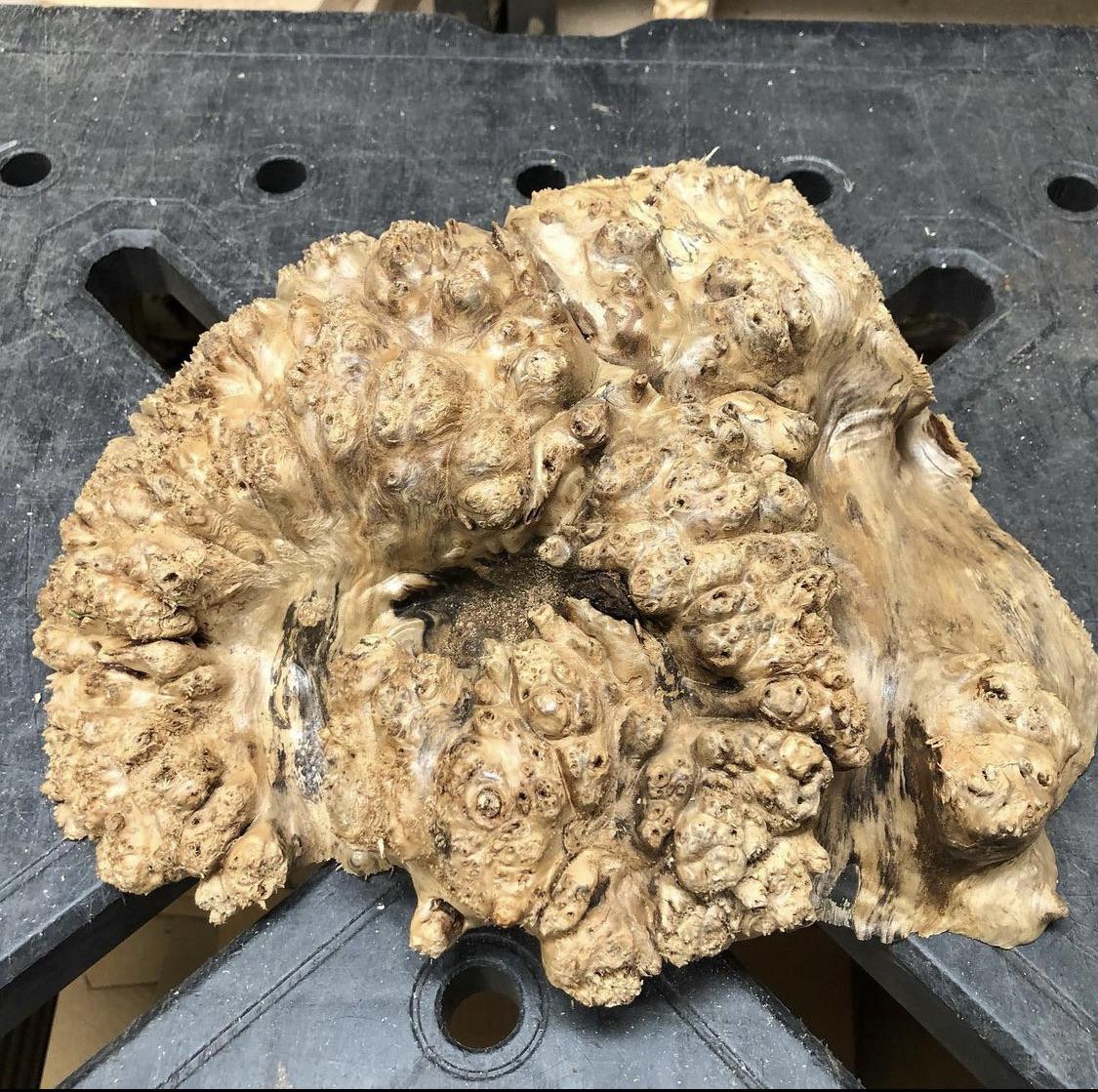 Collection 93+ Images What Causes A Burl On A Tree Superb