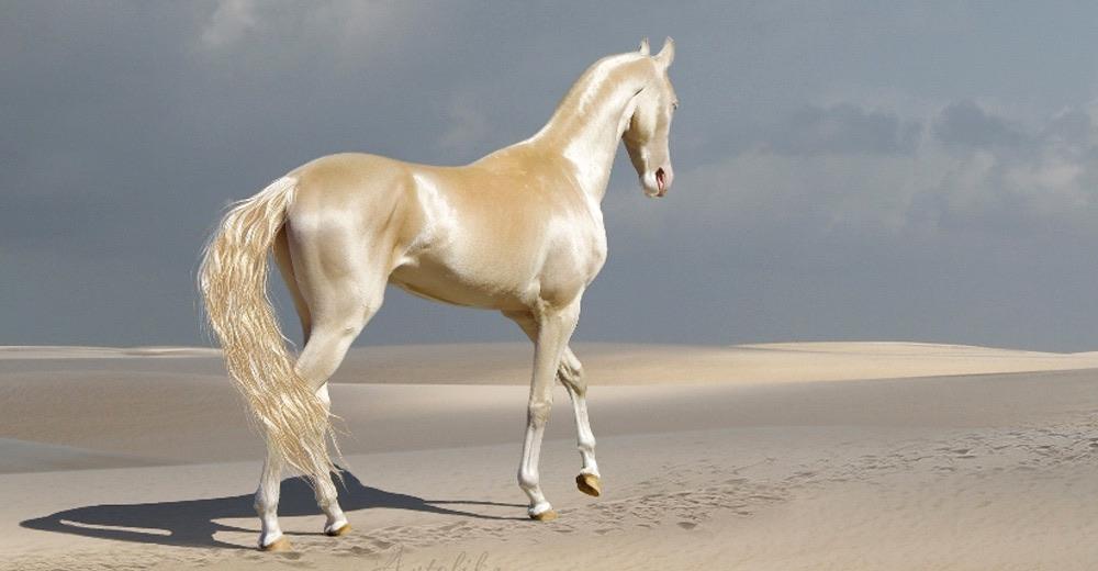 The AkhalTeke "Golden Horse" of Turkmenistan. These horses are well