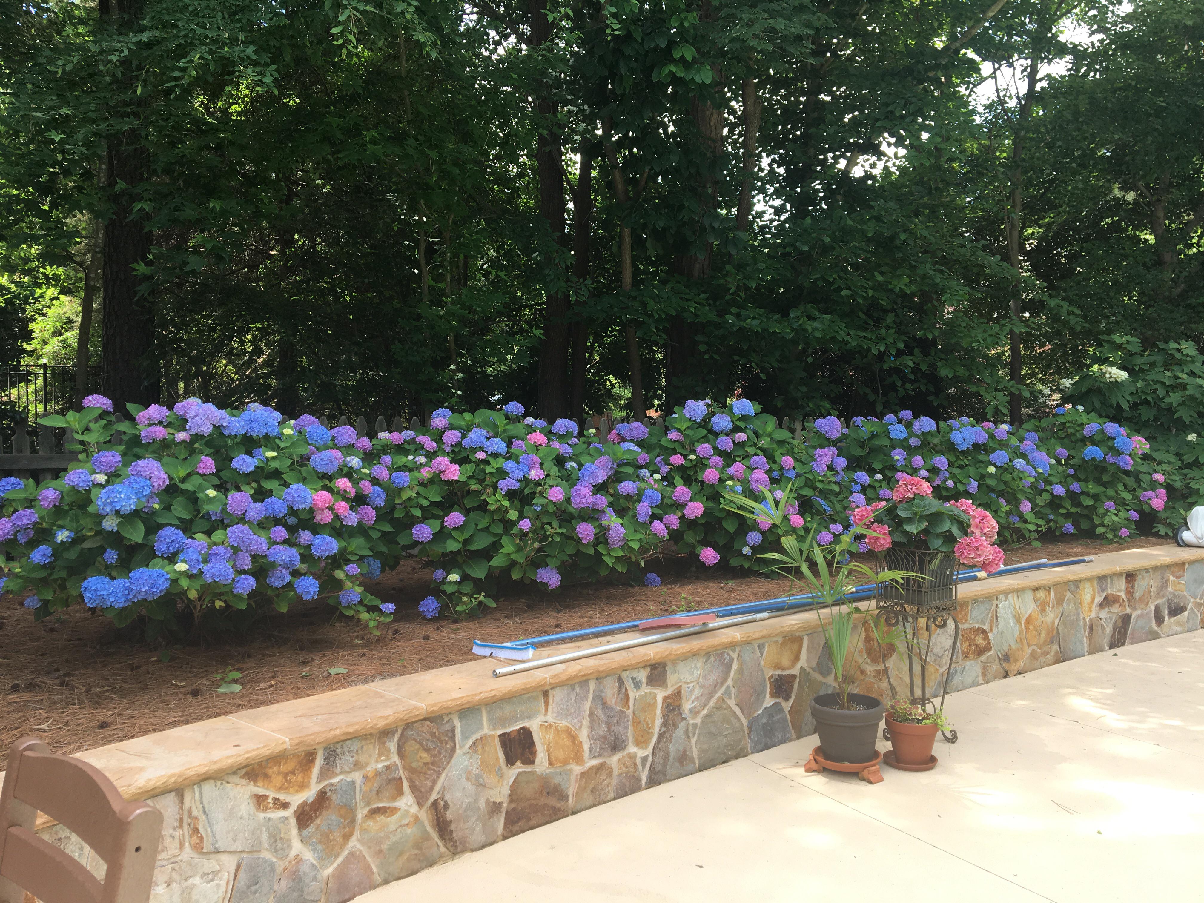 My Mom’s incredible hydrangeas (Zone 7b) r/gardening